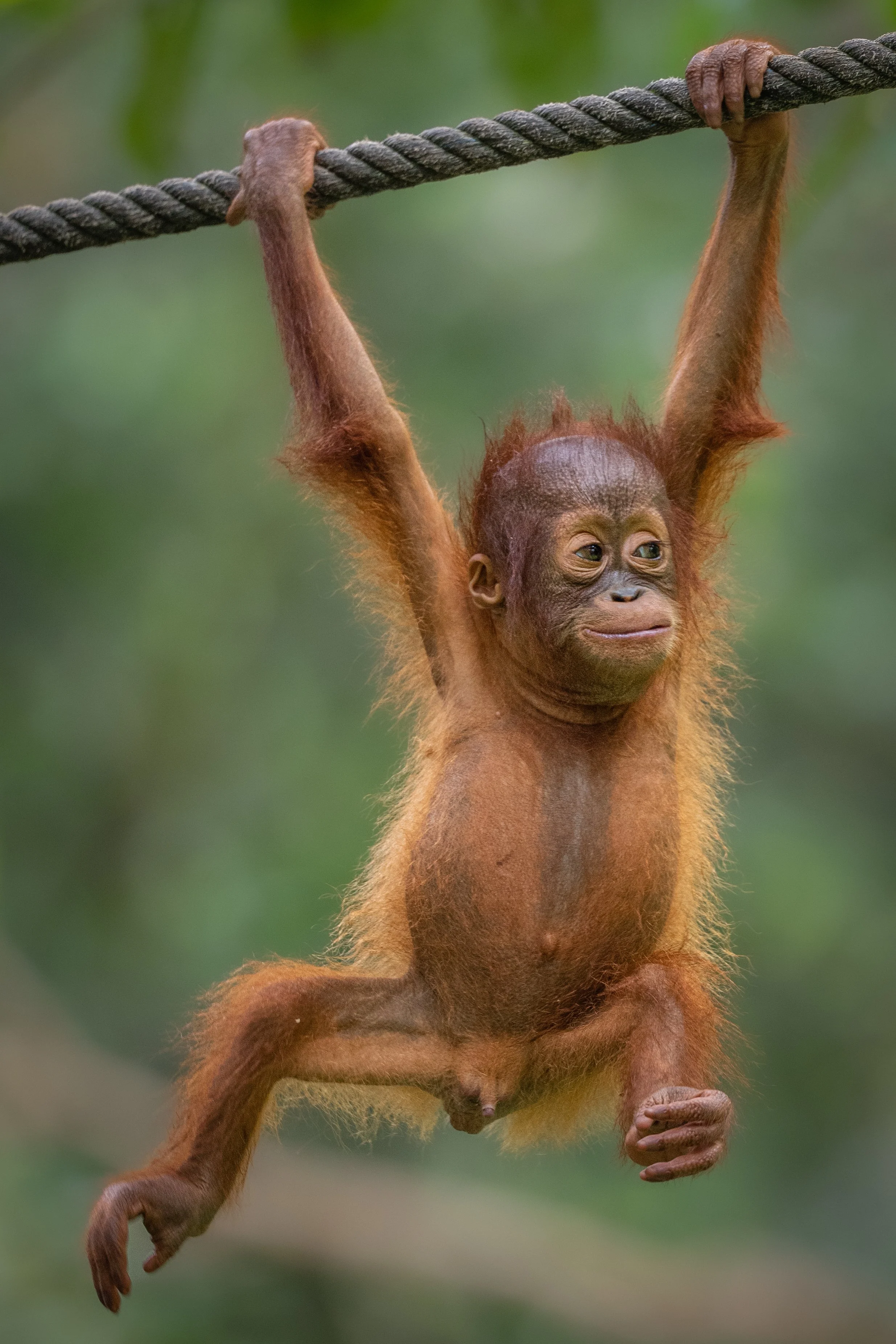 BORNEO - ORANG OUTAN - 15.jpg