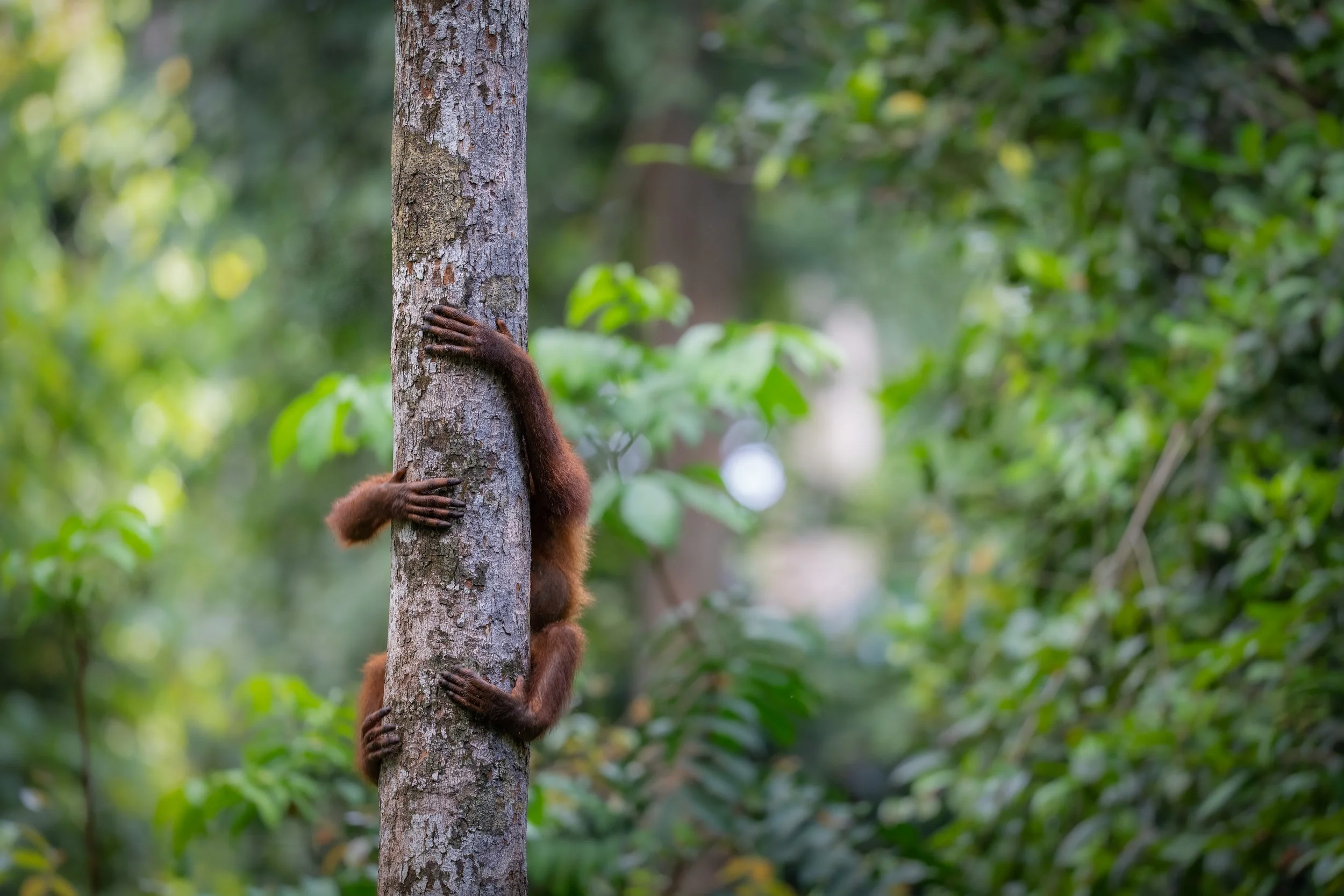 BORNEO - ORANG OUTAN - 16.jpg