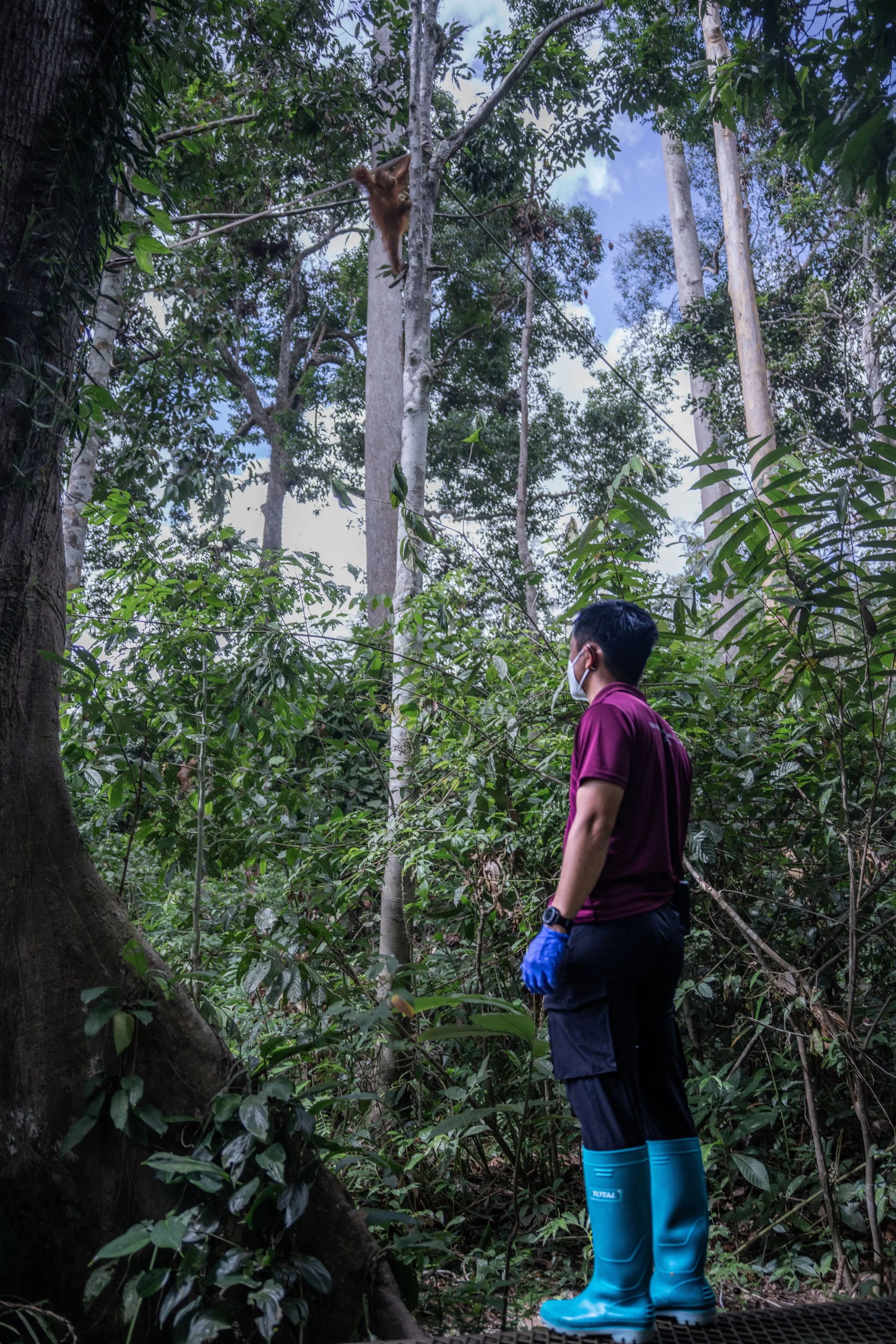 BORNEO - ORANG OUTAN - 20.jpg