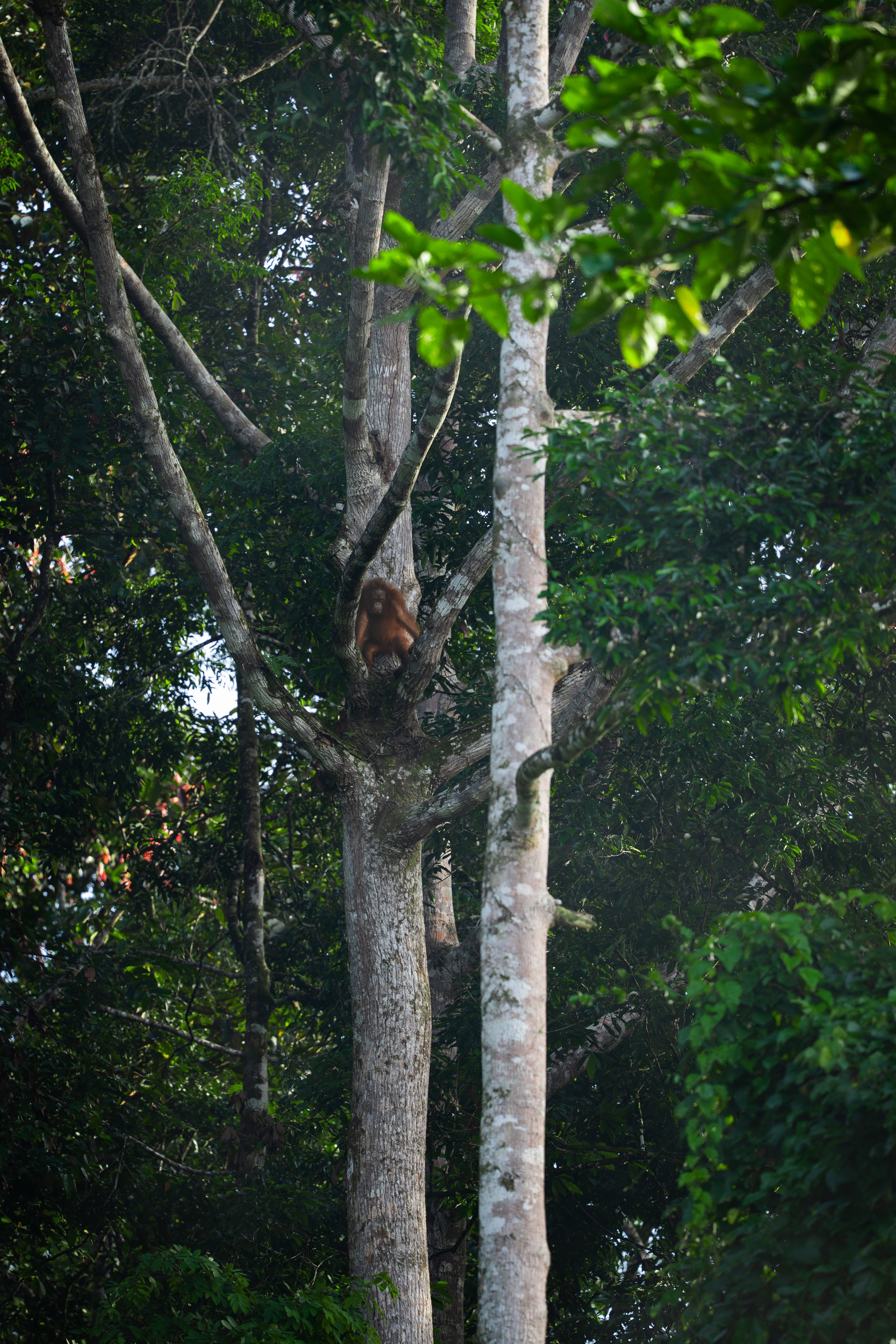 BORNEO - ORANG OUTAN - 22.jpg