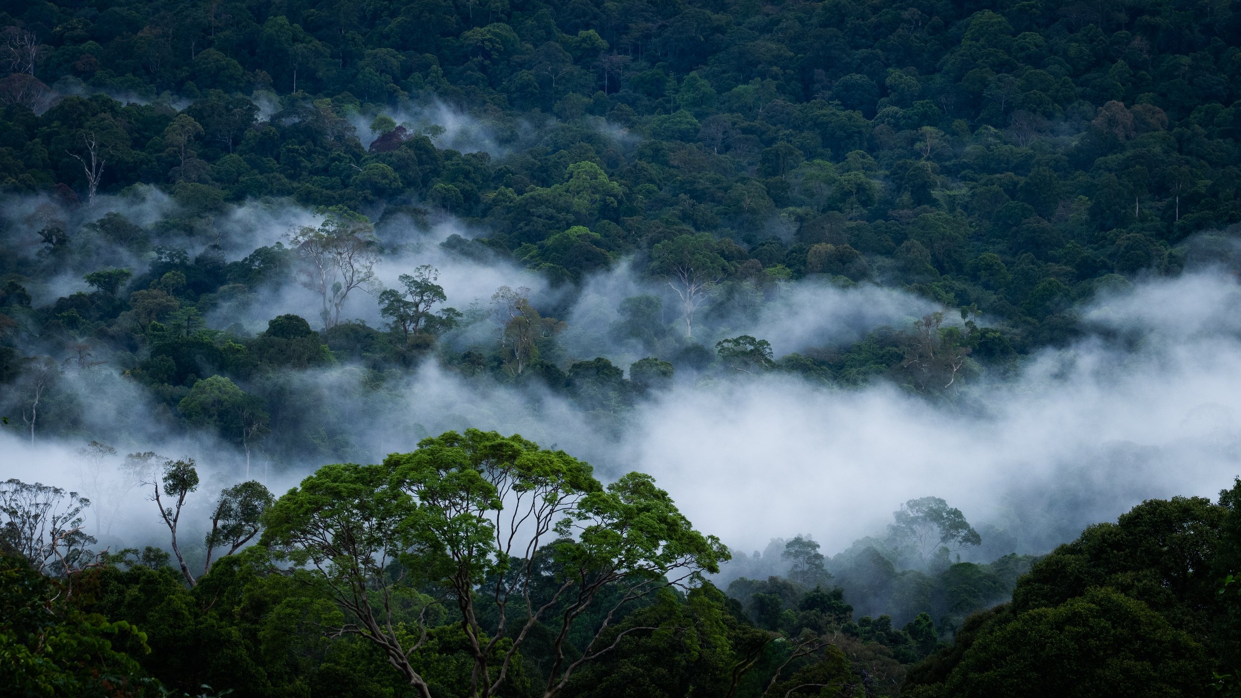 BORNEO - ORANG OUTAN - 24.jpg