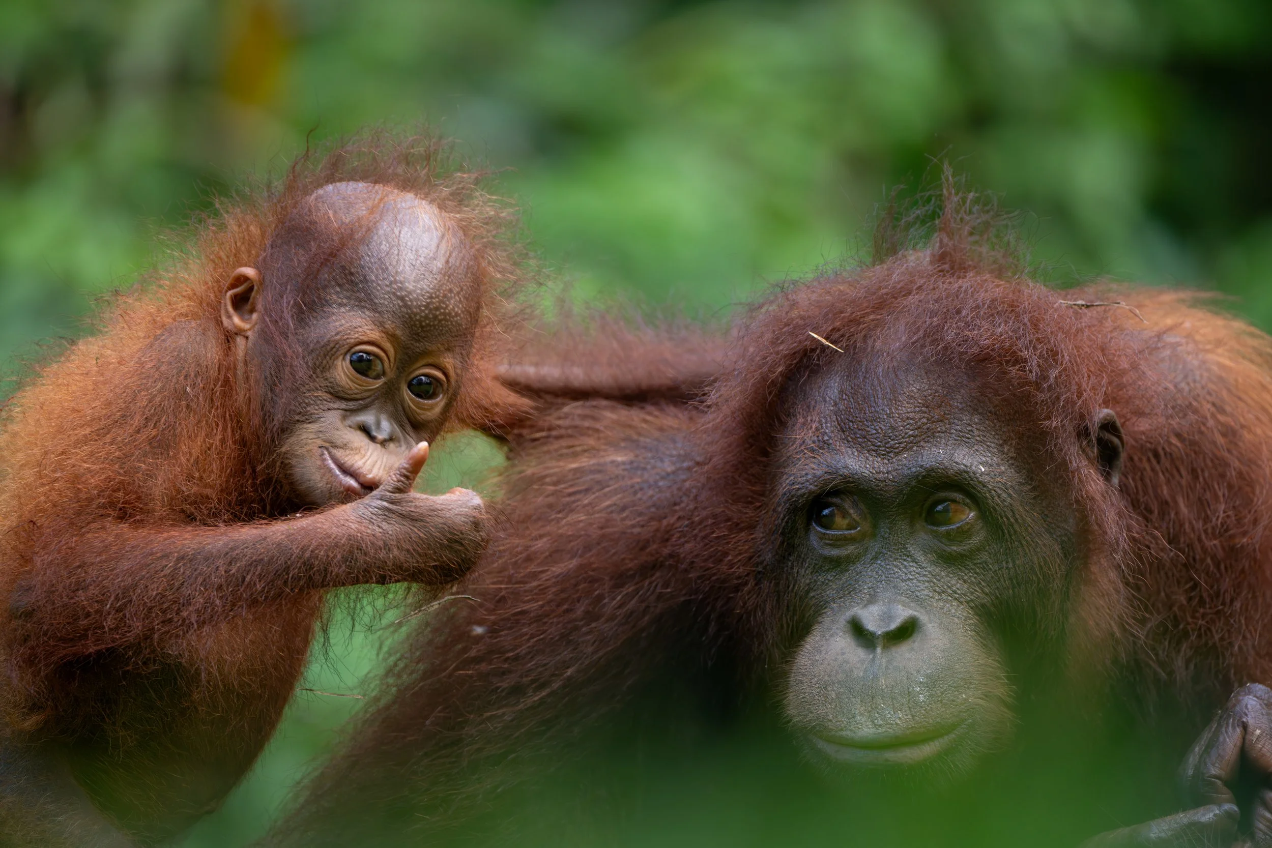 BORNEO - ORANG OUTAN - 25.jpg