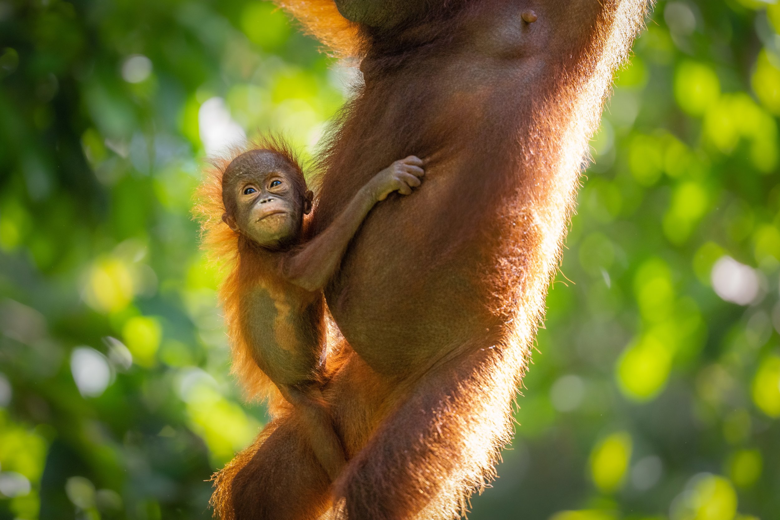 BORNEO - ORANG OUTAN -1.jpg