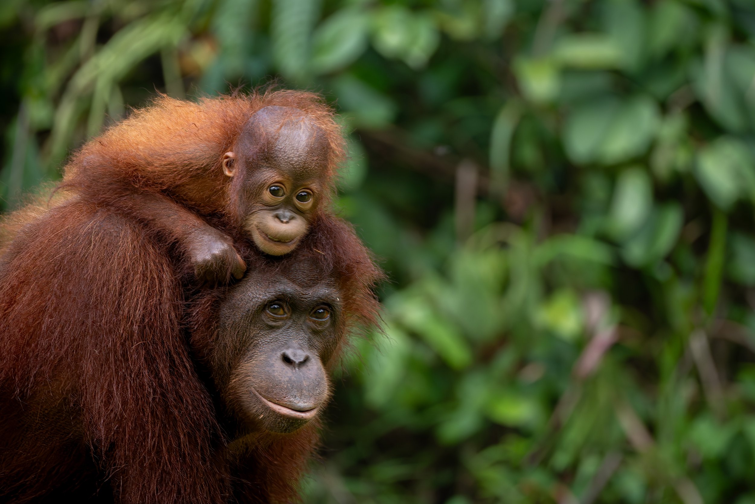 BORNEO - ORANG OUTAN -2.jpg