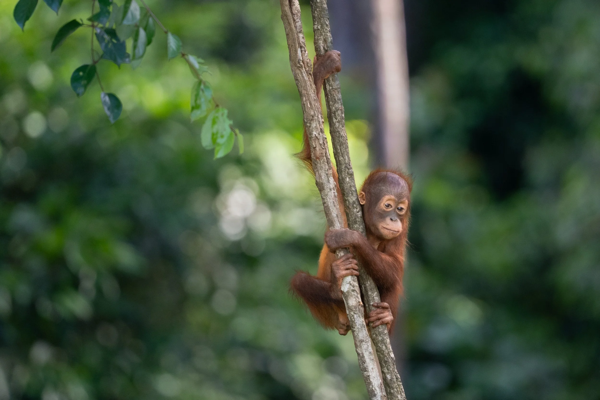 BORNEO - ORANG OUTAN -3.jpg