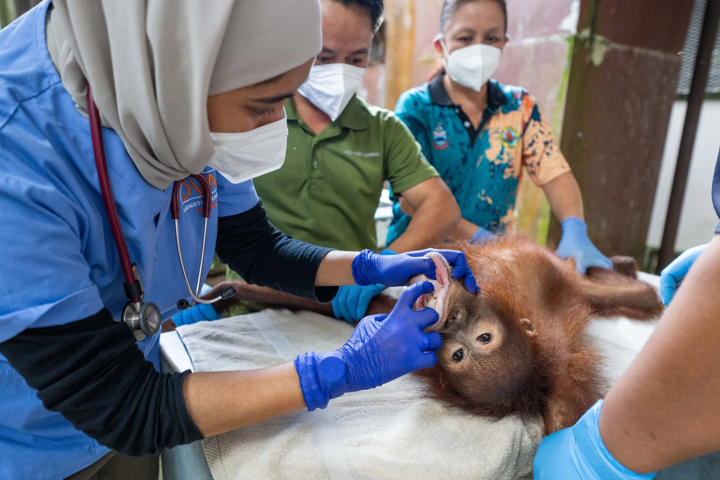 BORNEO - ORANG OUTAN -6.jpg