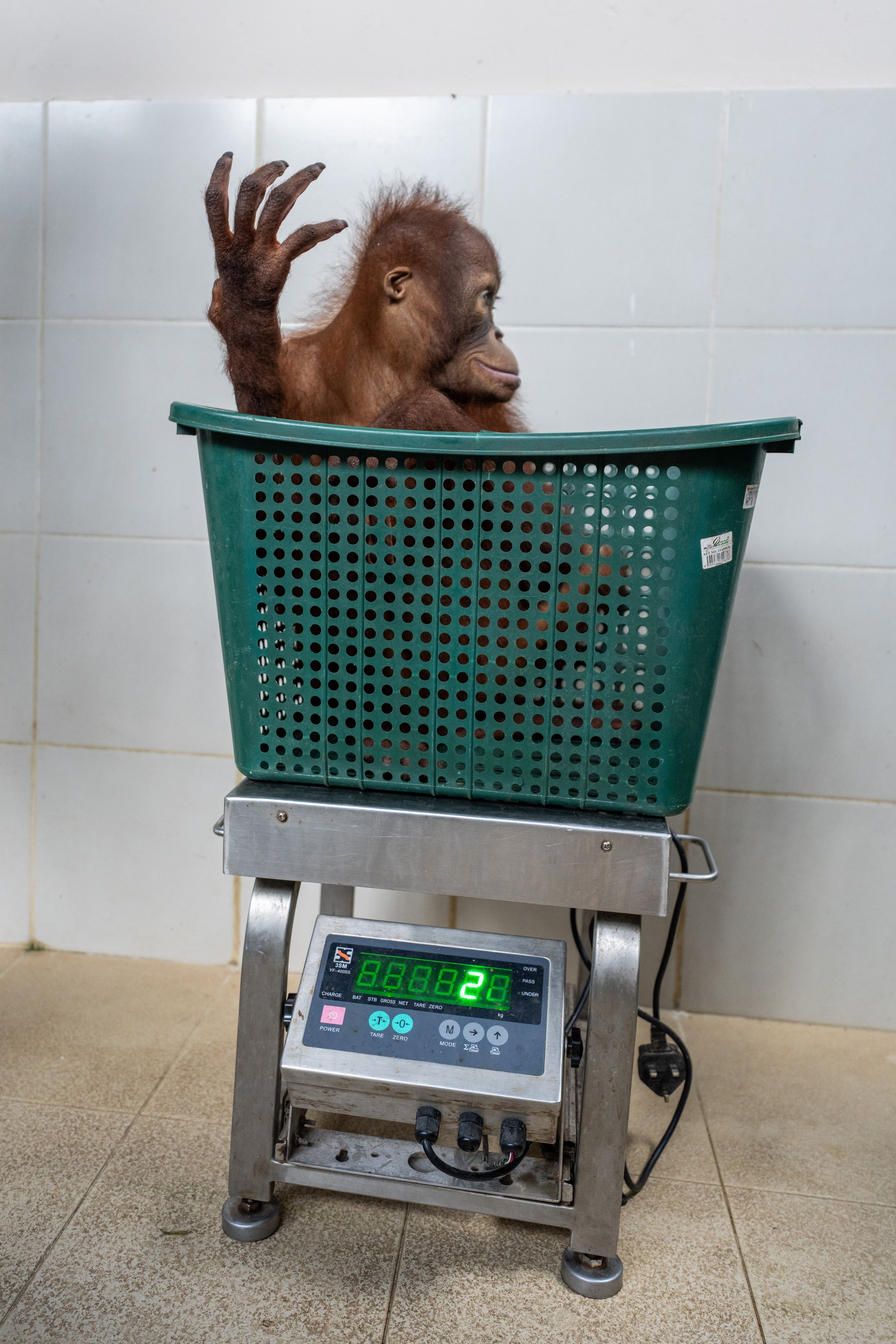BORNEO - ORANG OUTAN -9.jpg