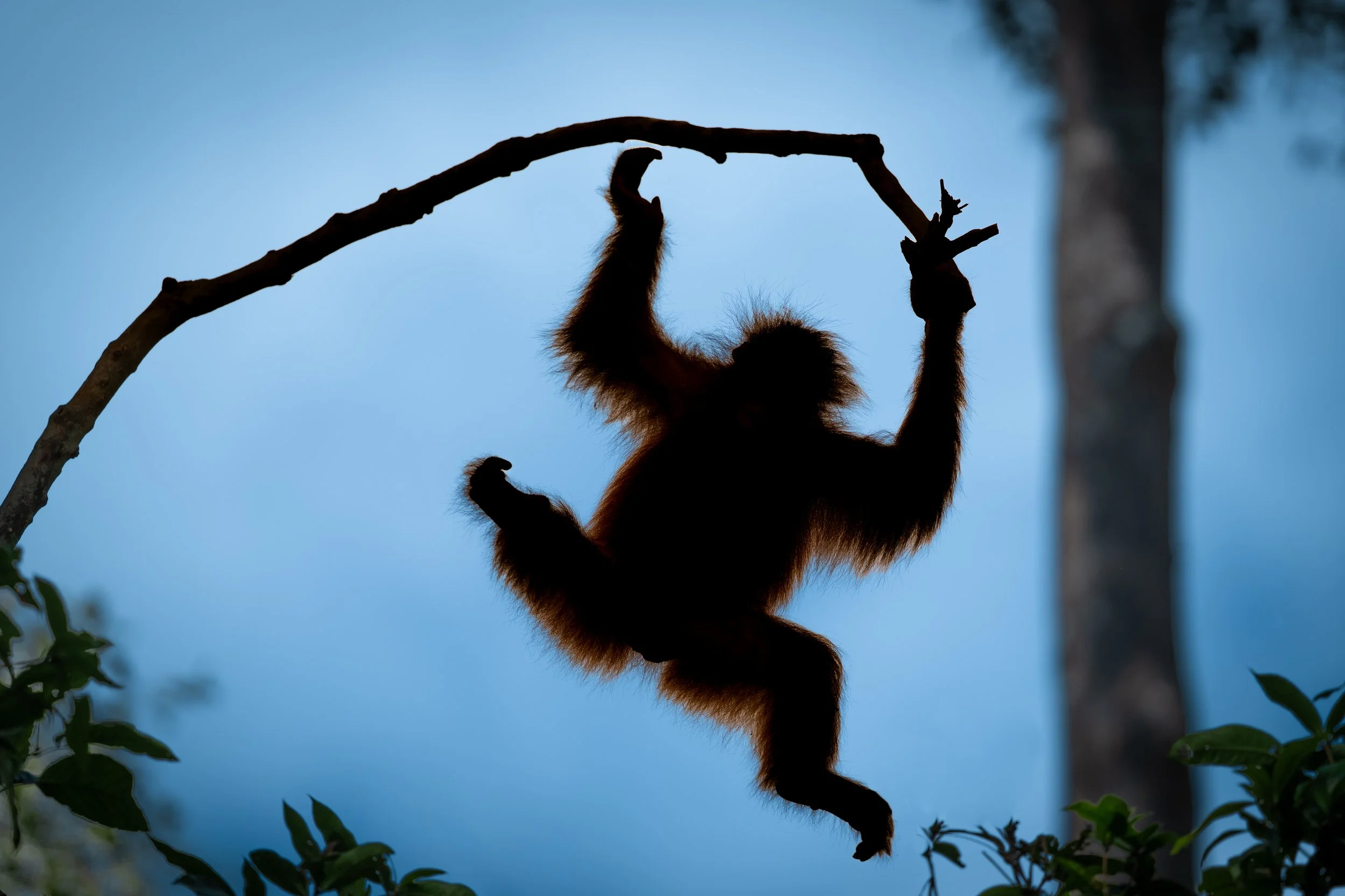 BORNEO - ORANG OUTAN -17.jpg
