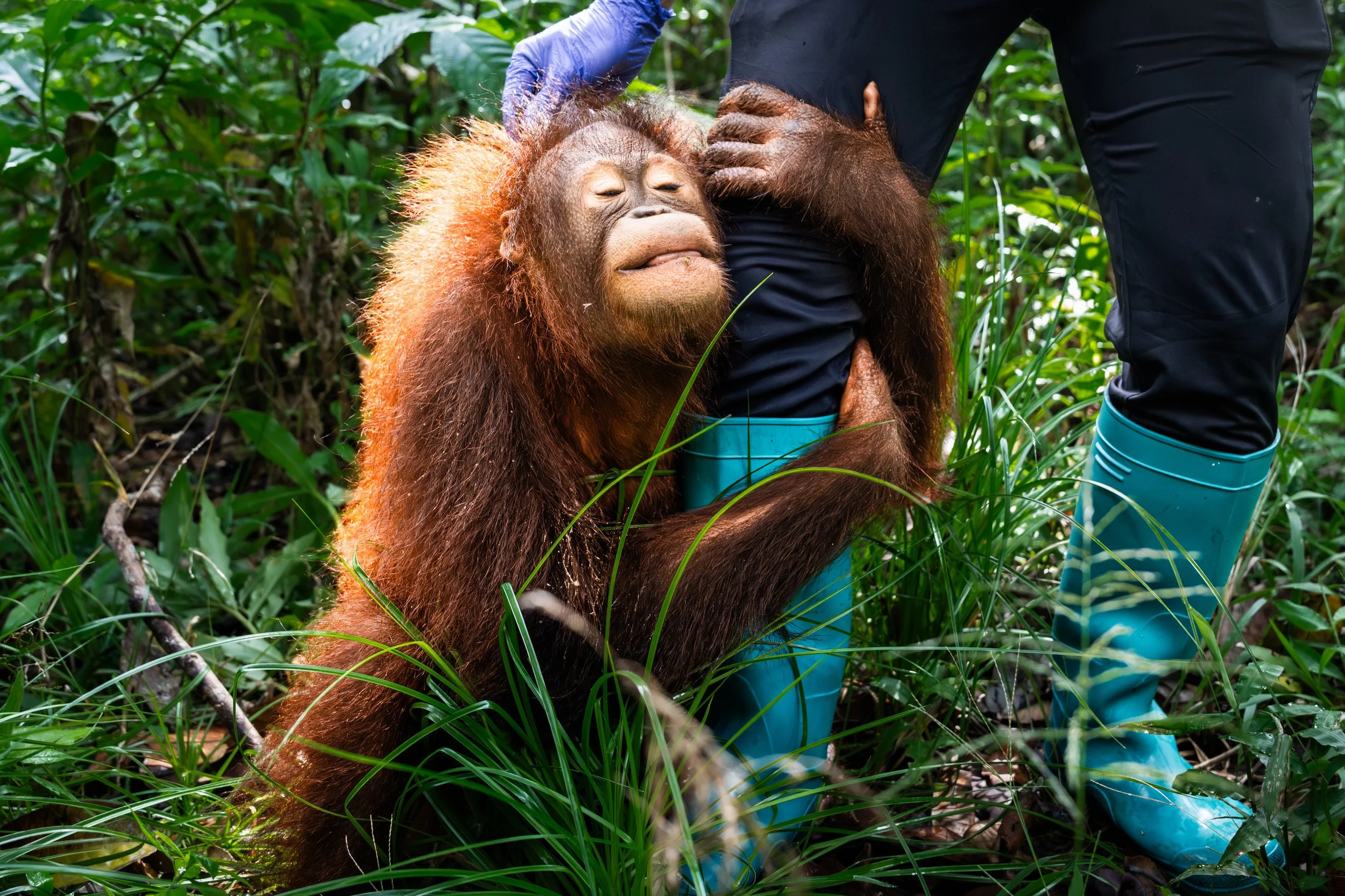 BORNEO - ORANG OUTAN -19.jpg