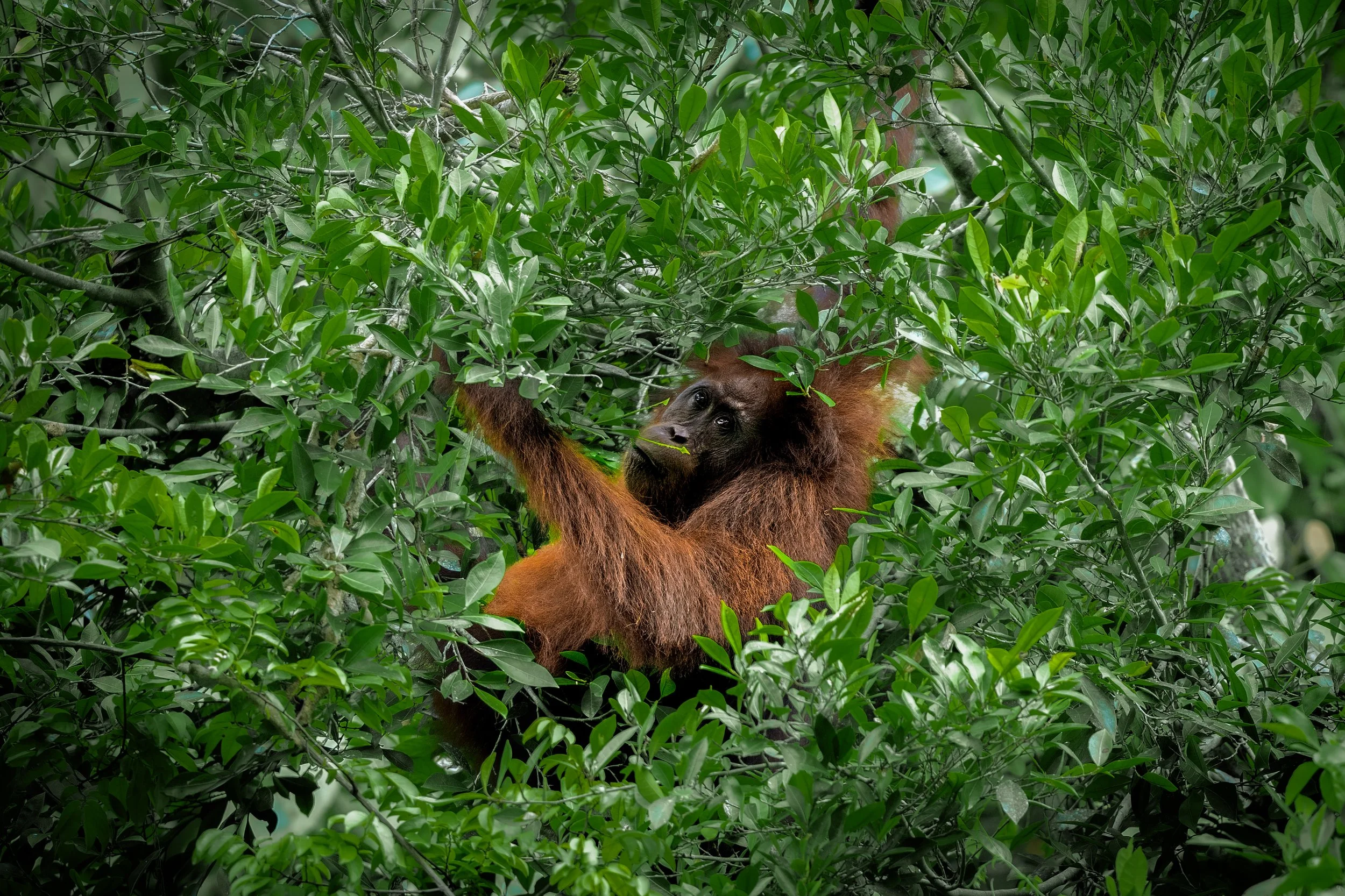 BORNEO - ORANG OUTAN -21.jpg