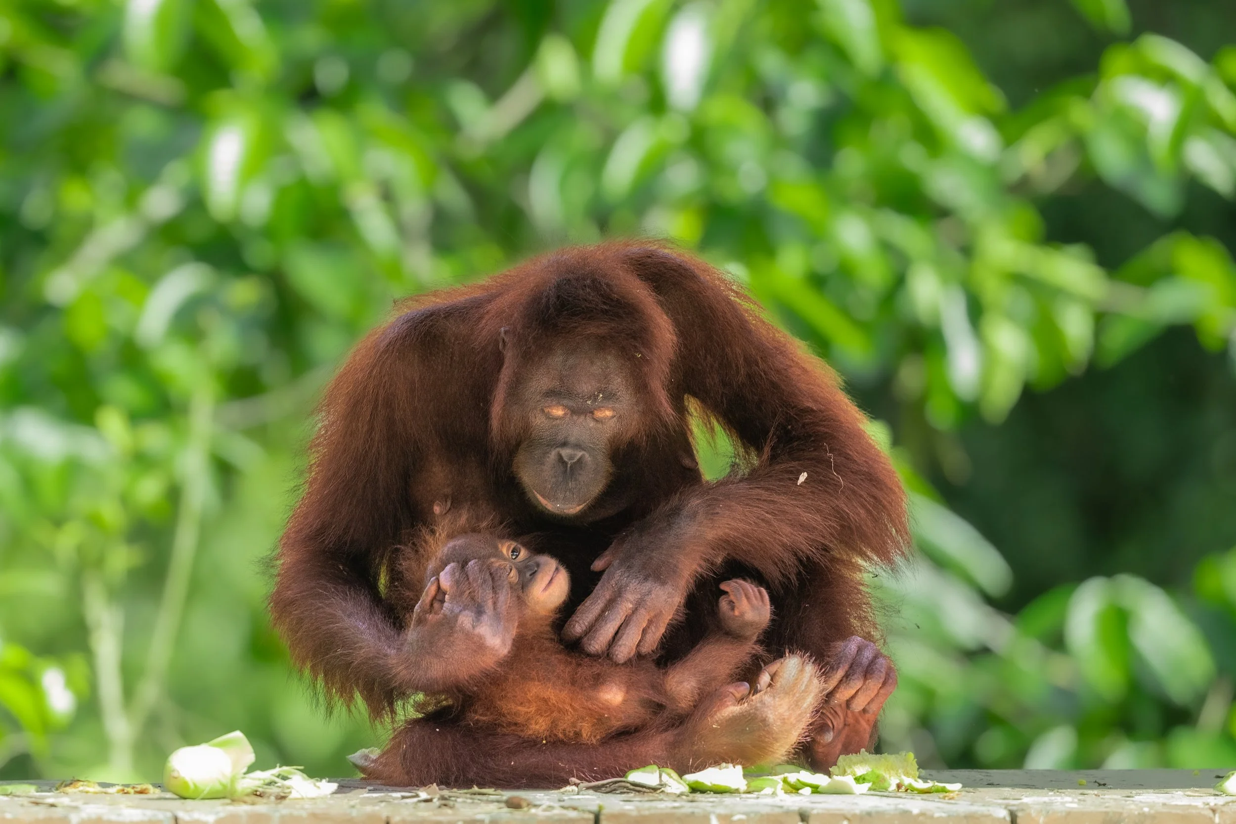 BORNEO - ORANG OUTAN -EXTRA - 27.jpg