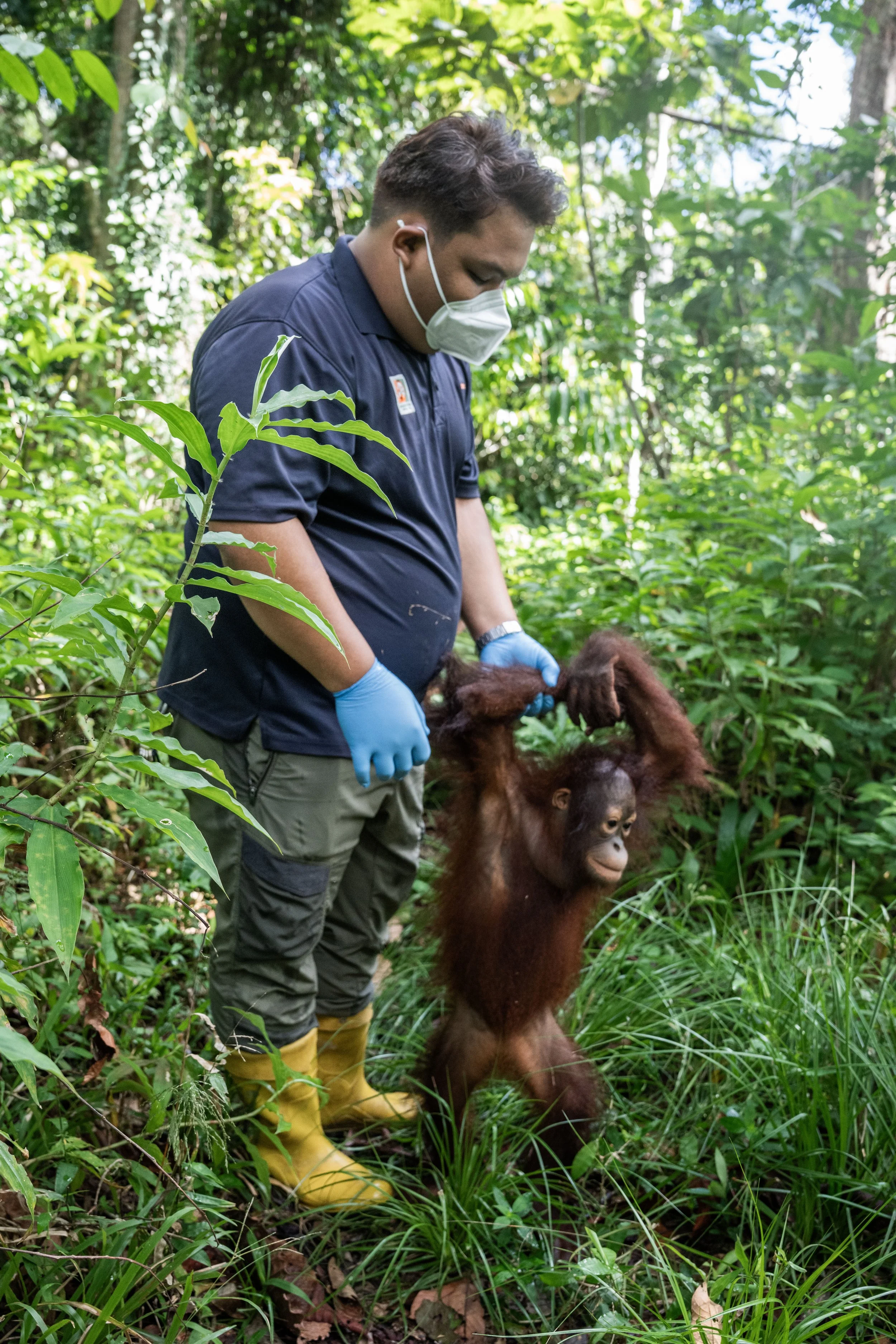 BORNEO - ORANG OUTAN -EXTRA - 28.jpg