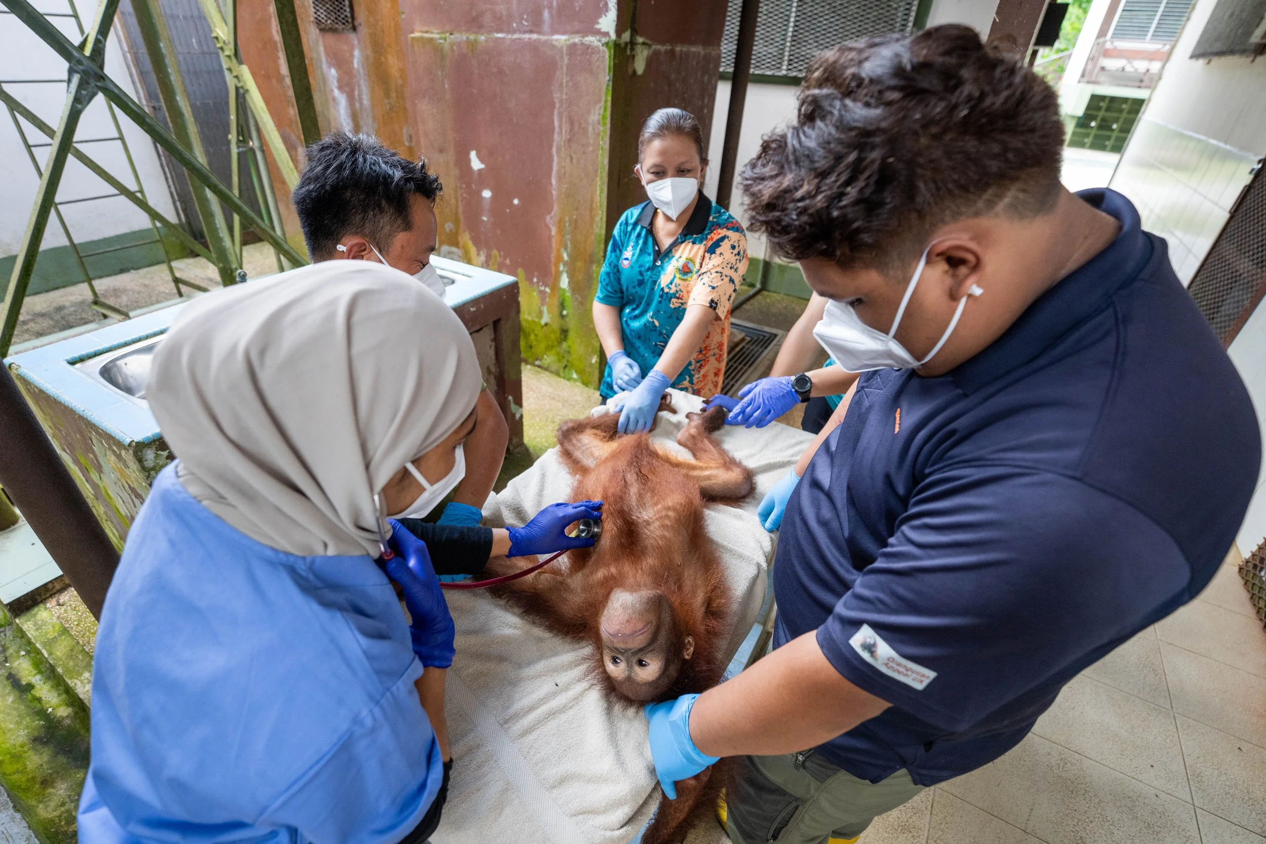 BORNEO - ORANG OUTAN -EXTRA - 29.jpg