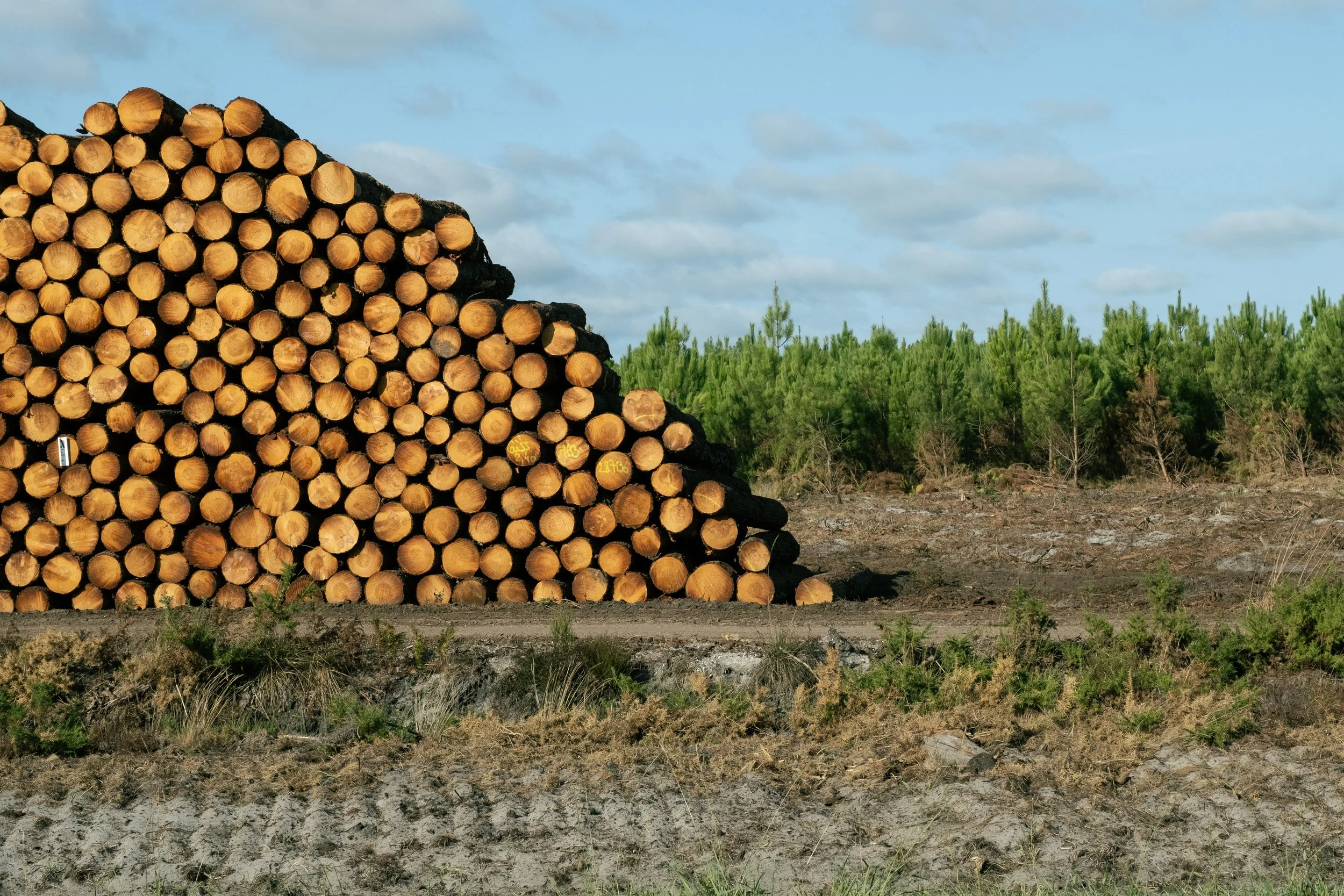 AFTER THE WILDIRES, WOOD INDUSTRY MUST ADAPT - OSCAR CHUBERRE - COLLECTIF DR-2.jpg