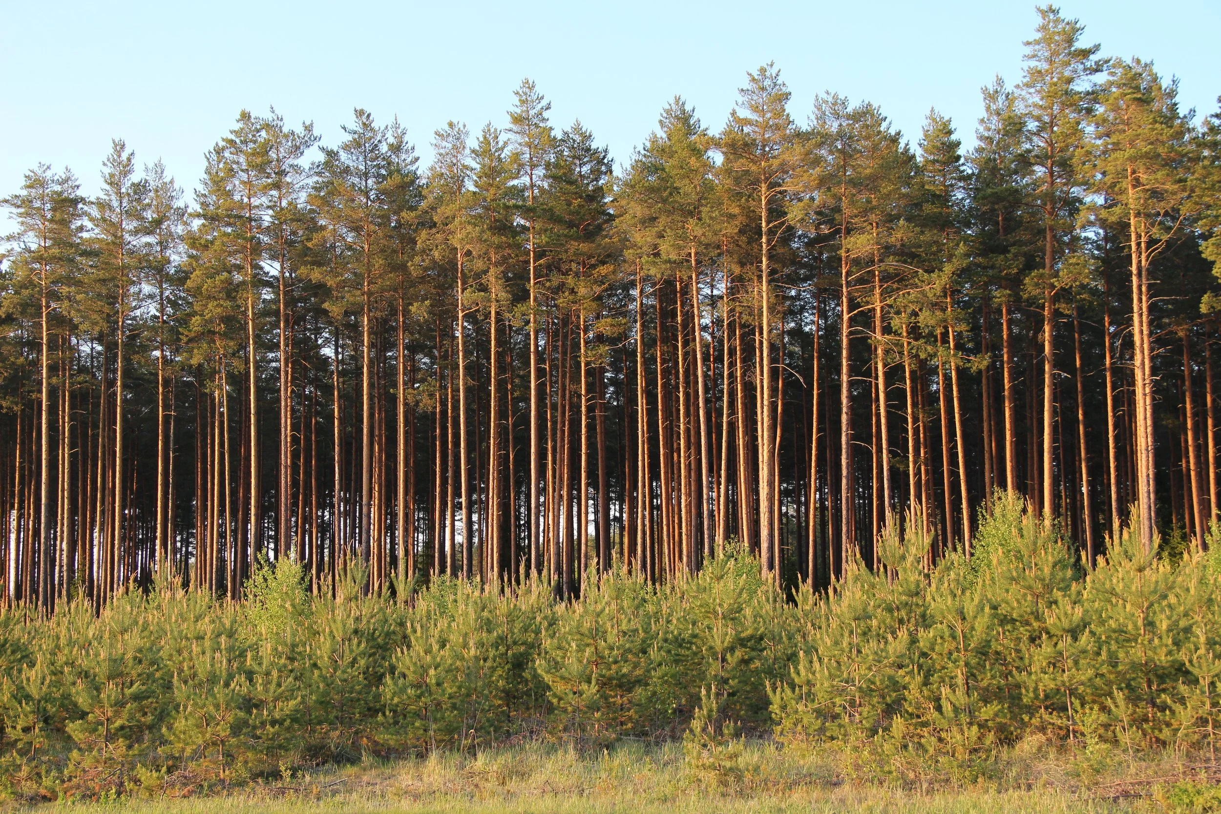 Granbarkborren stort fokus i skogen