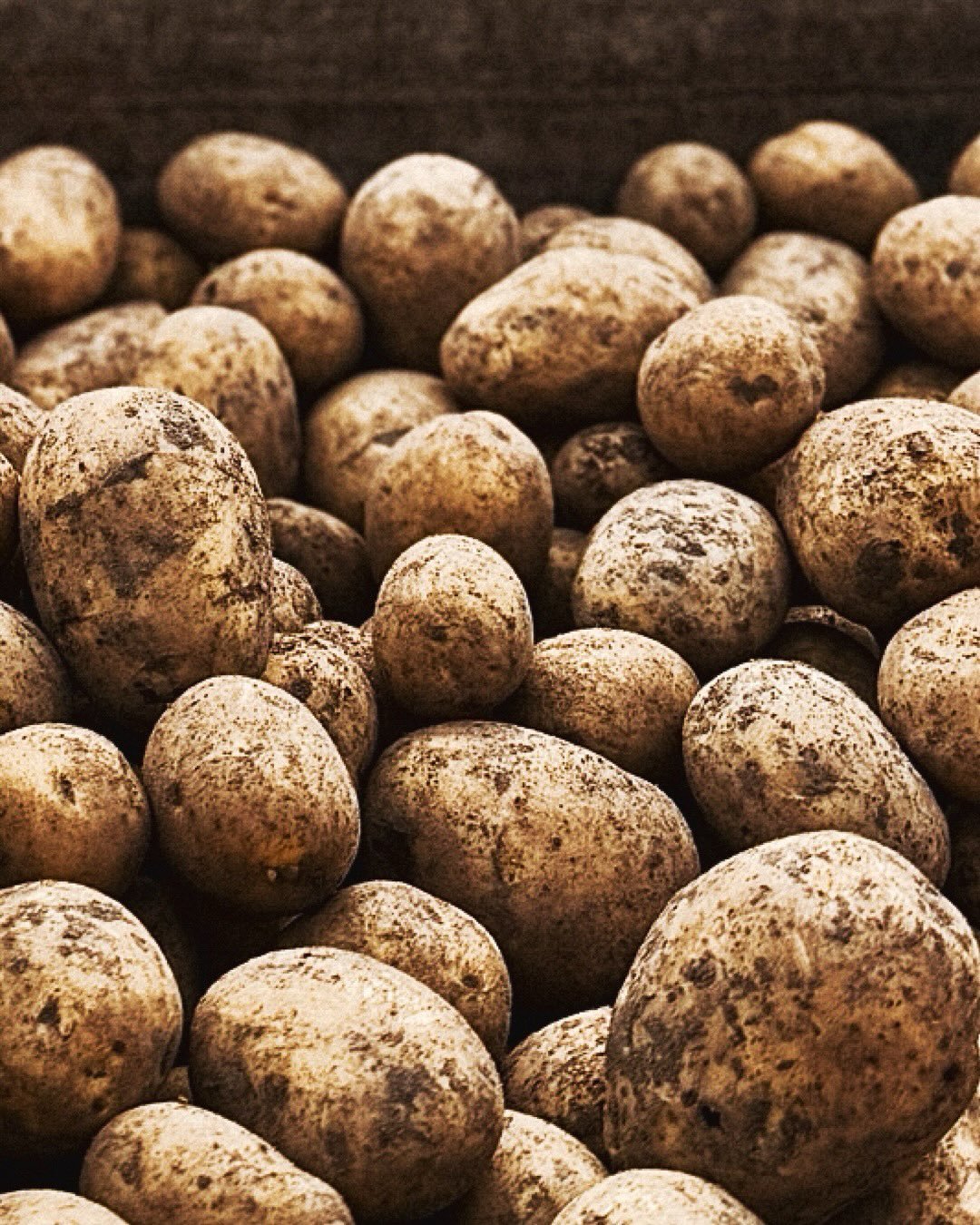 Sk&ouml;rdearbetet &auml;r i full g&aring;ng och en stor del av den &auml;r att f&aring; upp potatisen ur jorden h&auml;r p&aring; Harg! 🥔 Potatissk&ouml;rden &auml;r ett riktigt lagarbete d&auml;r m&aring;nga hj&auml;lps &aring;t under m&aring;nga 