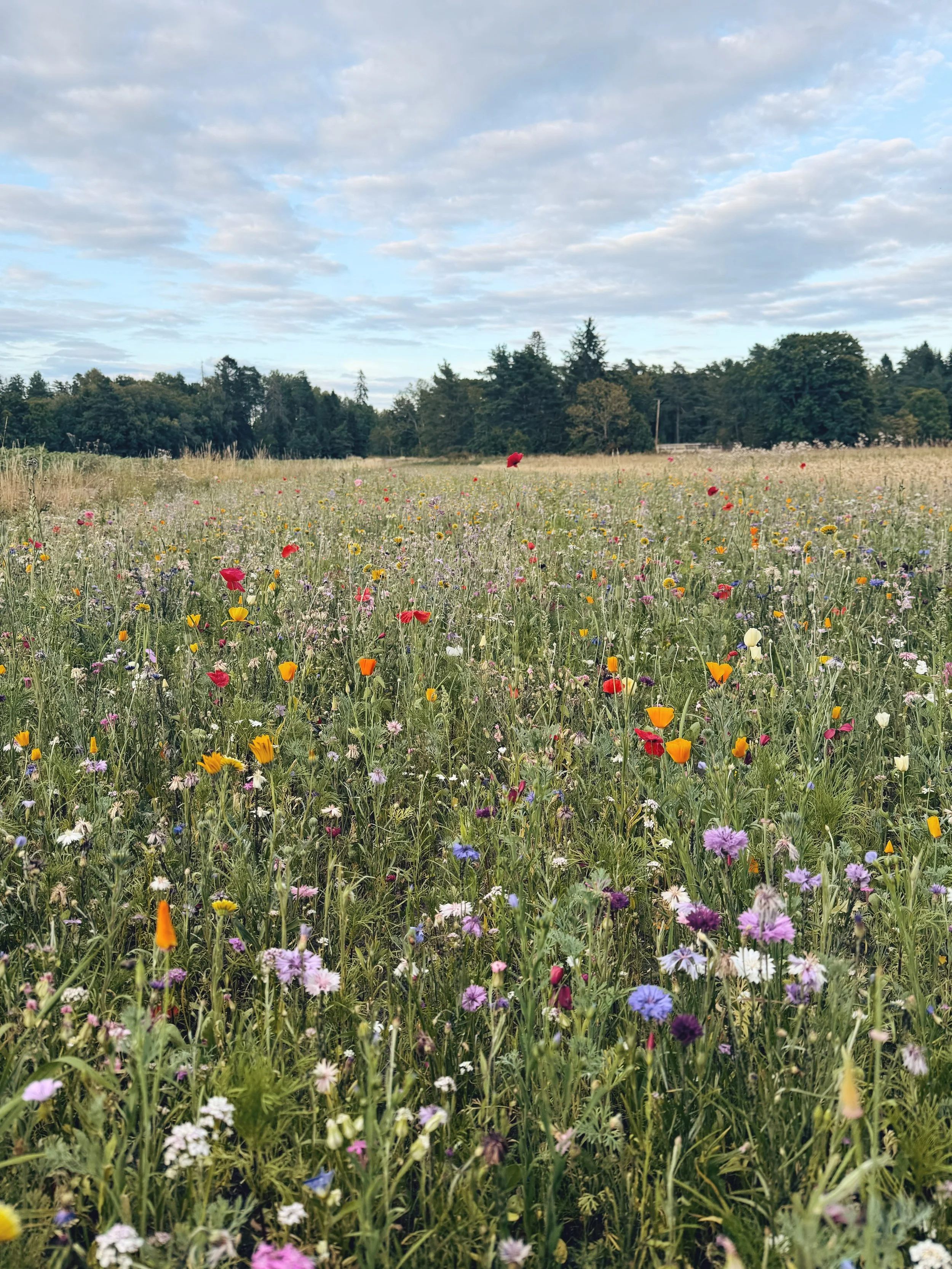 V&auml;lkomna att plocka &auml;ngsblomster (och snart solrosor) till f&ouml;rm&aring;n f&ouml;r barncancerfonden! Plocka s&aring; mycket ni vill och swisha valfritt belopp med hj&auml;lp av QR-koden! &Aring;krarna hittar ni vid en avtagsv&auml;g n&au