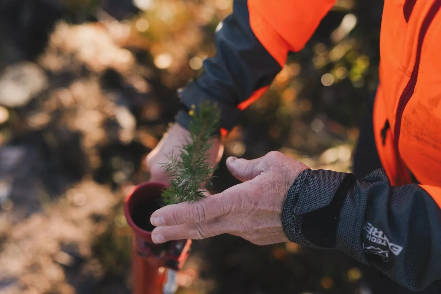 Nu &auml;r planteringen av nya skogsplantor i full g&aring;ng. V&aring;r m&aring;ls&auml;ttning &auml;r att vara klara till midsommar och vi &ouml;nskar &auml;ven i denna verksamhet att det kommer lite regn p&aring; plantorna. Speciellt f&ouml;r i &a