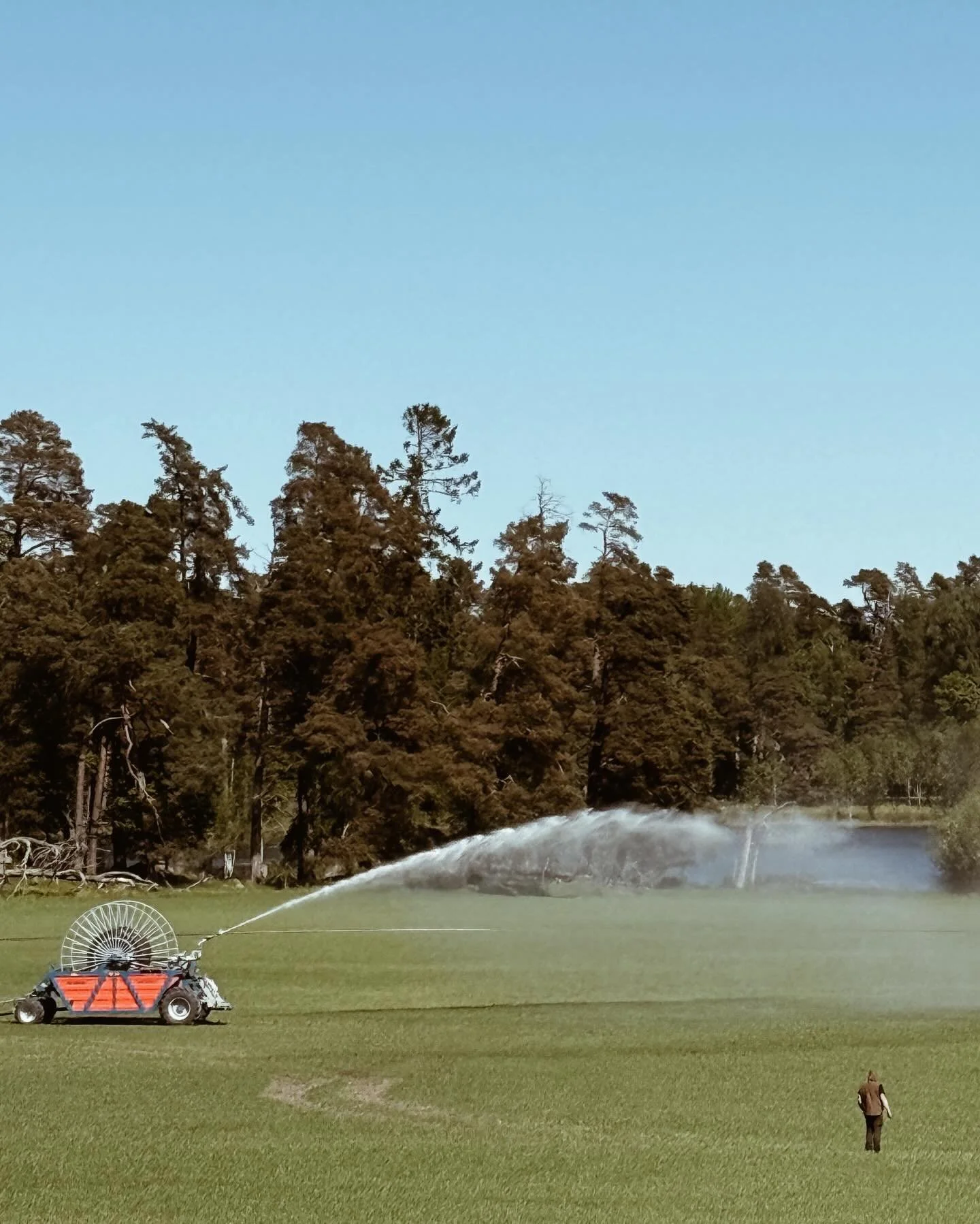 Just nu jobbar v&aring;ra bevattningssystem p&aring; h&ouml;gvarv! Vi har tv&aring; system som t&auml;cker ca 80 hektar. V&aring;rt m&aring;l &auml;r att n&aring; 80mm nederb&ouml;rd/m&aring;nad, inklusive regn. Detta g&ouml;r vi fr&auml;mst f&ouml;r