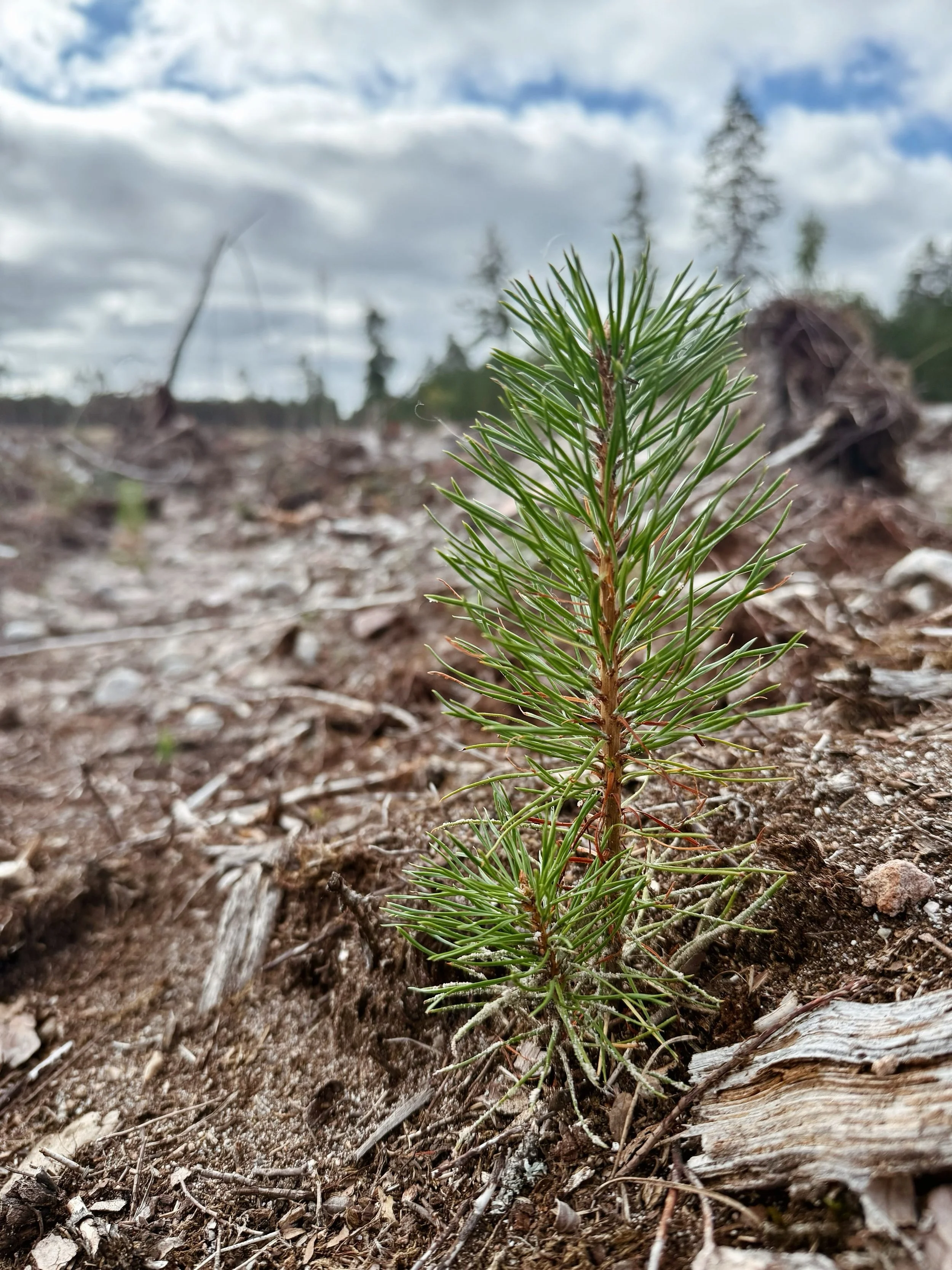 &Aring;terrapportering om plantorna som sattes i v&aring;r! Tack bare den bl&ouml;ta v&aring;ren har de tagit sig riktigt bra trots den v&auml;ldigt torra sommaren! P&aring; bilden ser ni en stolt och fin tallplanta p&aring; ett av v&aring;ra &aring;