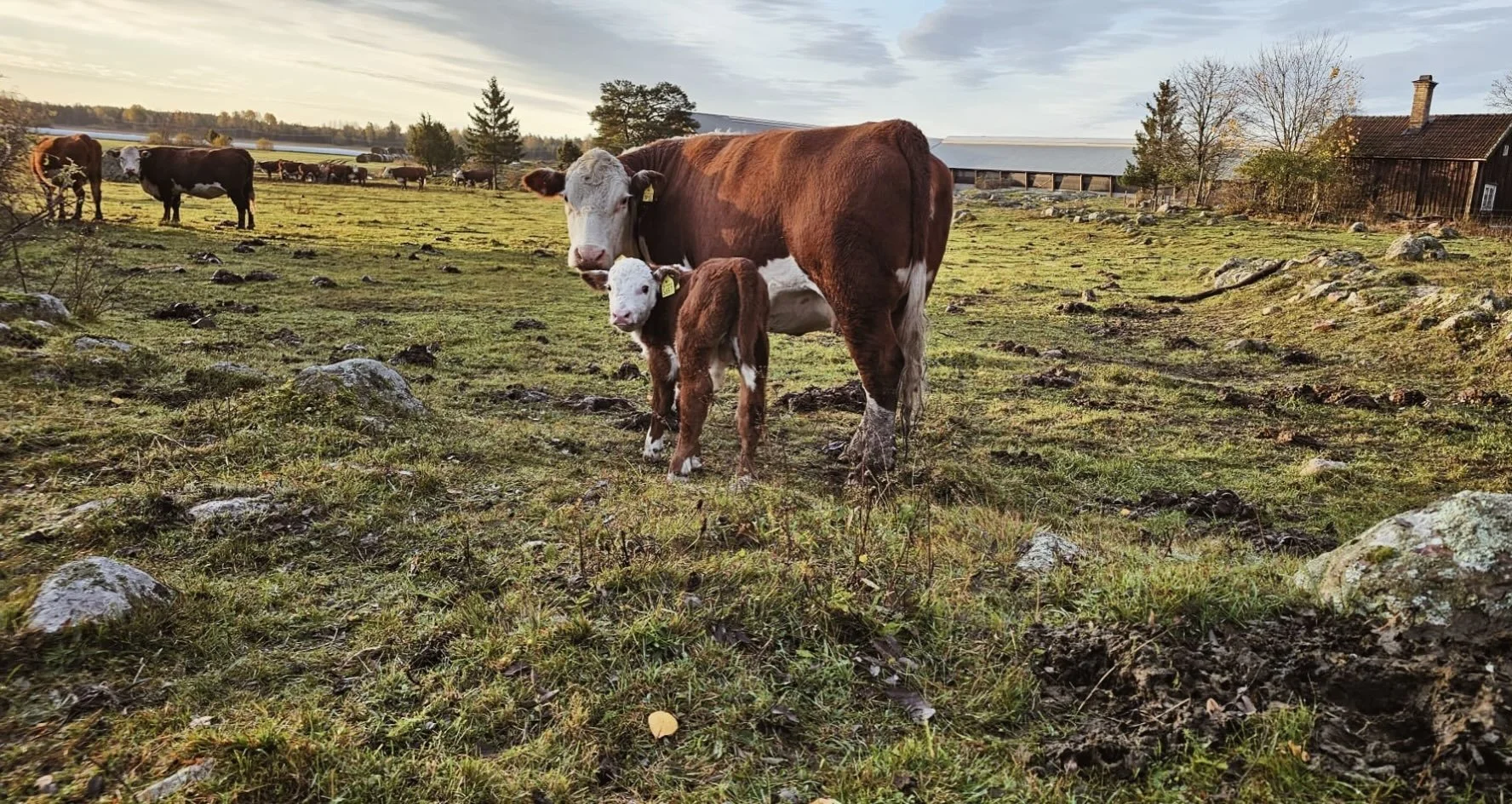 Nu &auml;r h&ouml;stkalvningen ig&aring;ng! Fin harefordko med sin nyf&ouml;dda kalv 🌸 

#naturbete #dikor #lantbruk #levandelandsbygd #hargsbruk