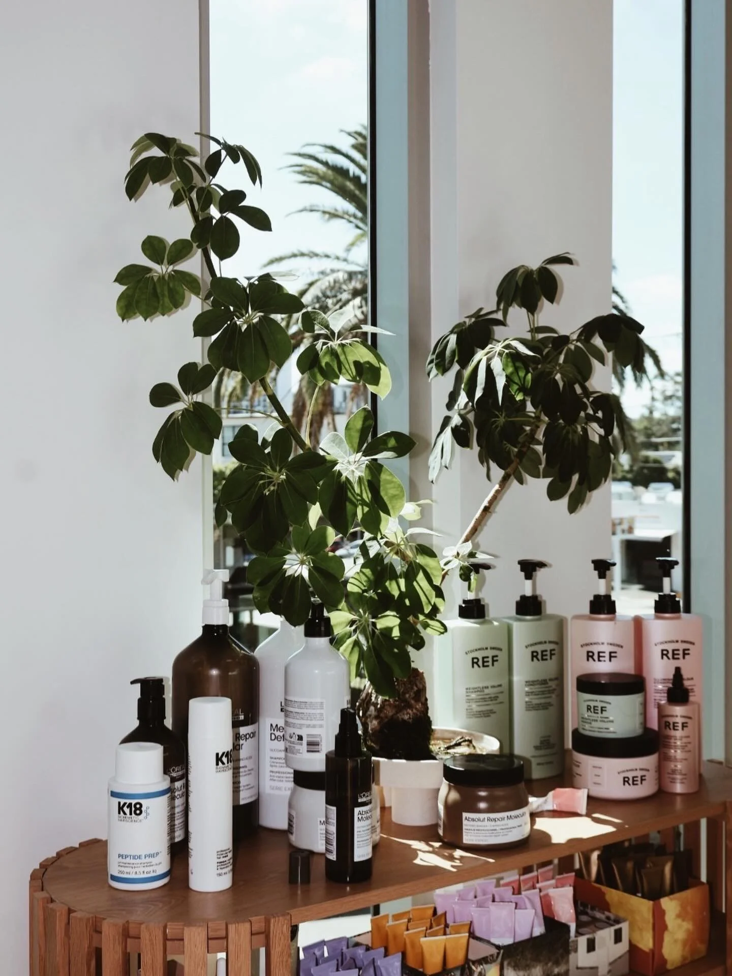 Our little basin bonsai 🌱