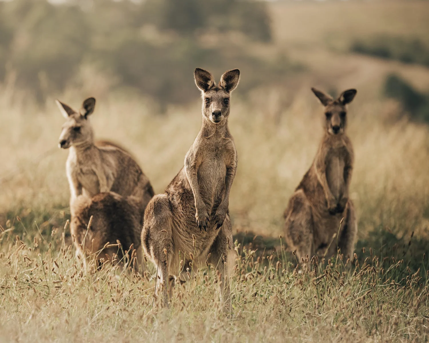 Wild kangaroos at sunrise in the Southern Highlands