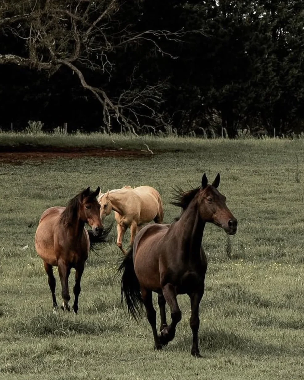 boscobel horses.jpg