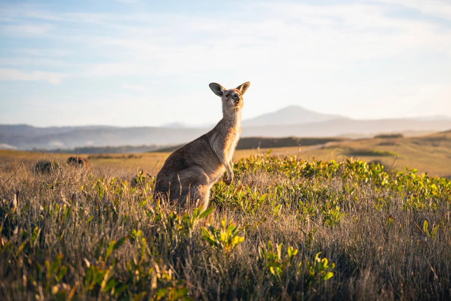 Kangaroo in the Southern Highlands at golden hour