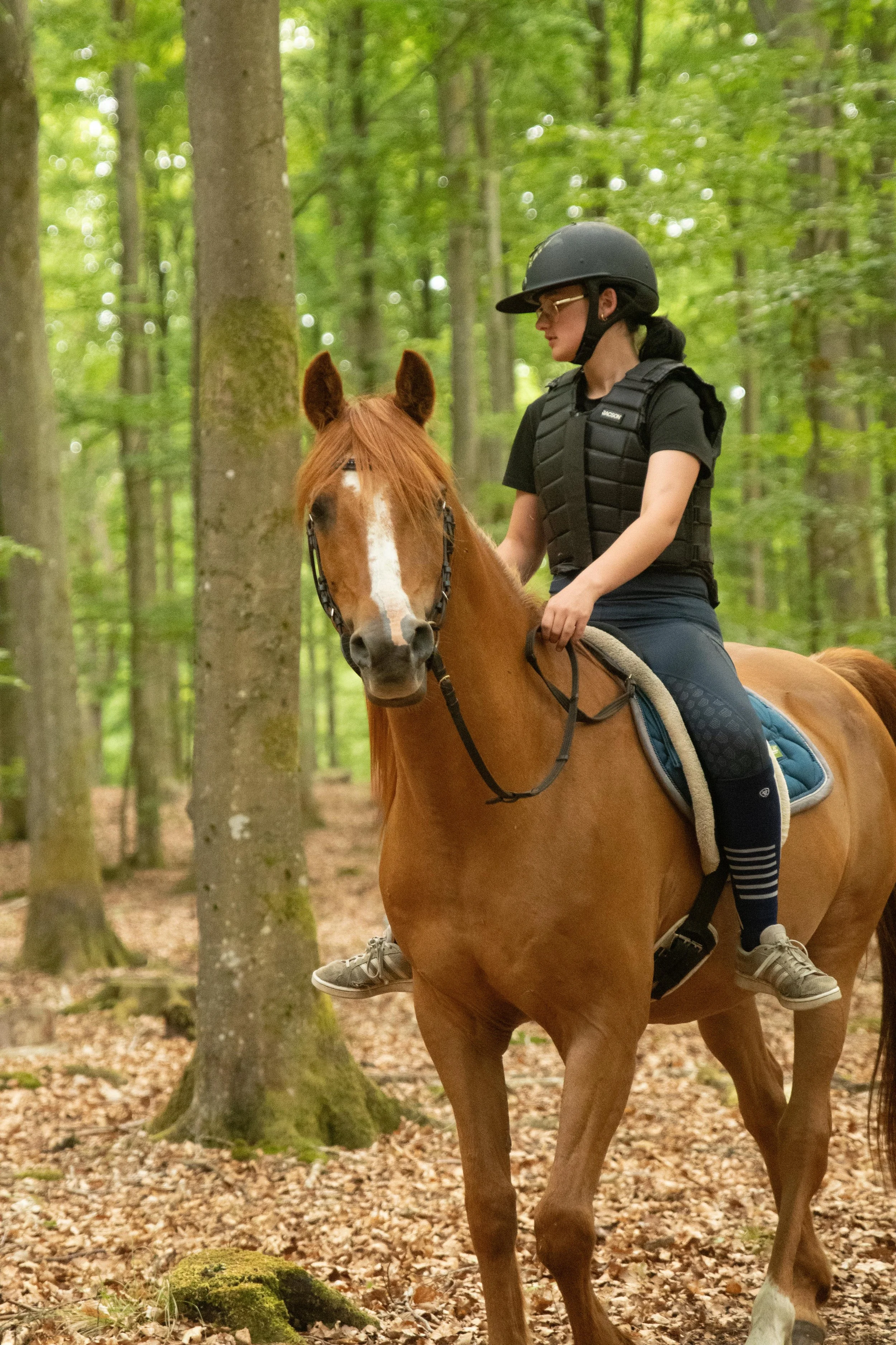 Shadir Lindebolarna arabiskt fullblod