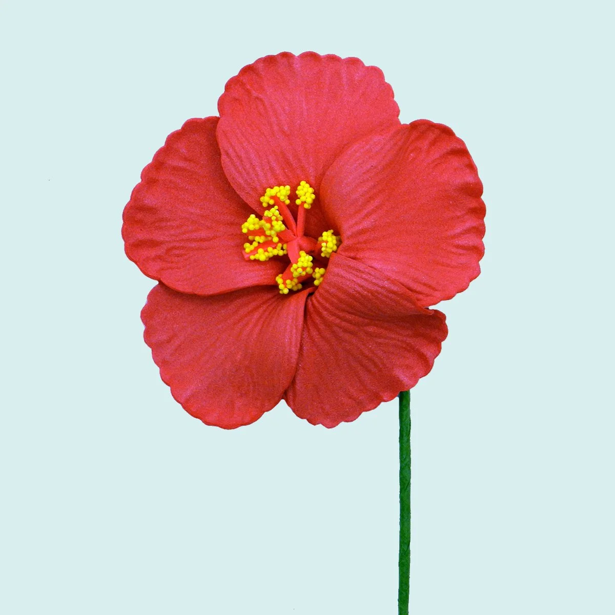 Hibiscus rouge sur tige flexible || FLE010