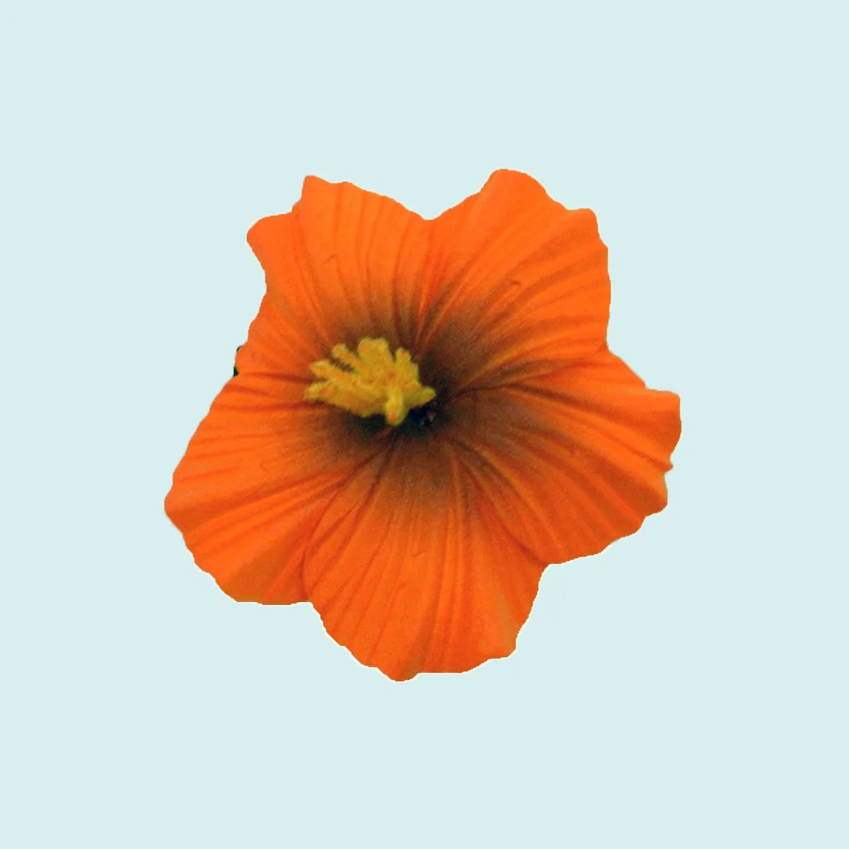 Petit hibiscus orange sur pince || PIN003
