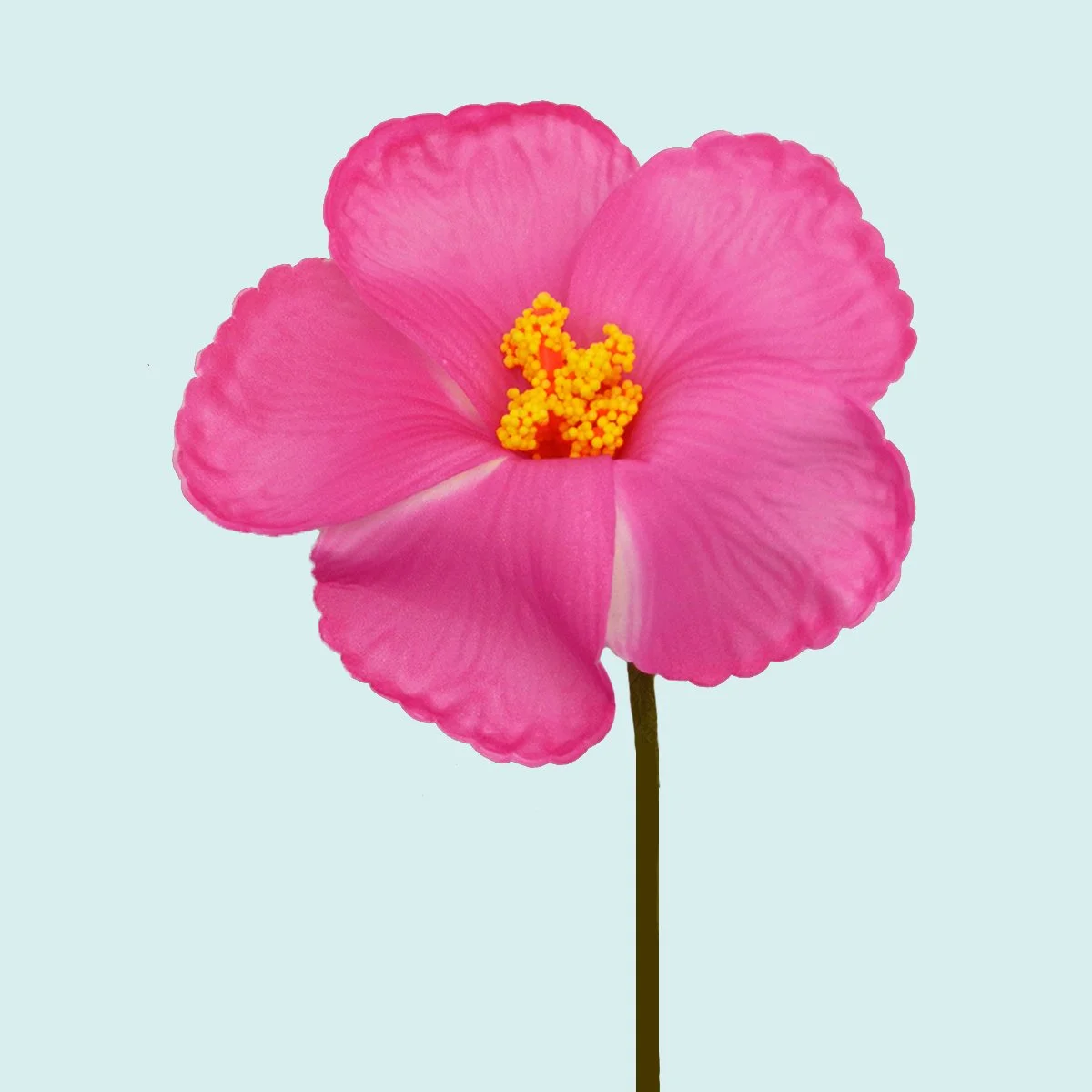 Hibiscus rose sur tige flexible || FLE009