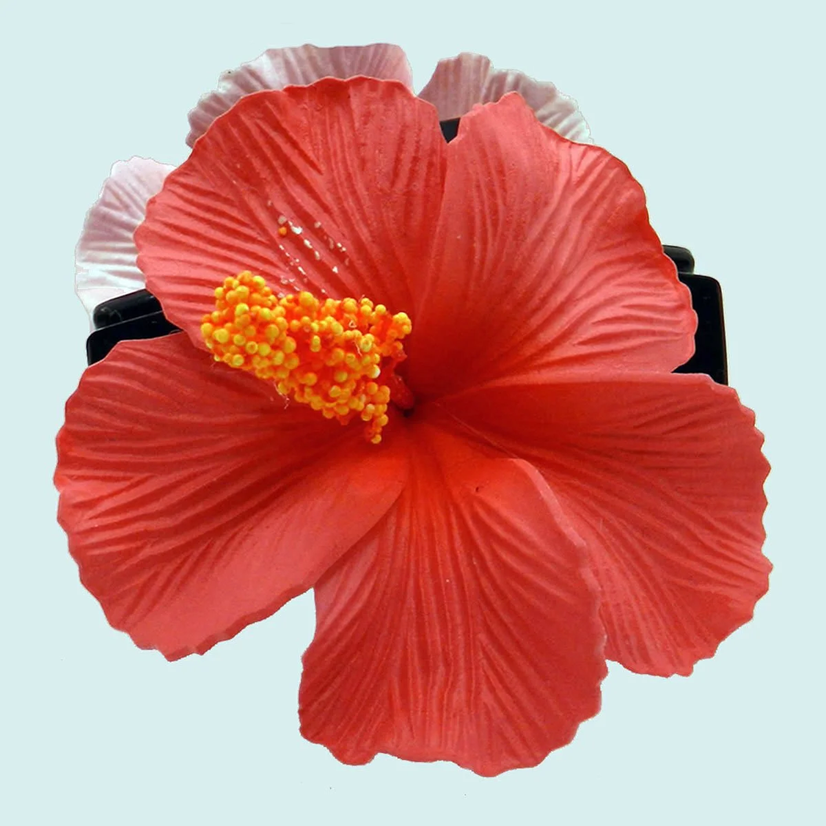PIN036 rose 25€.JPG