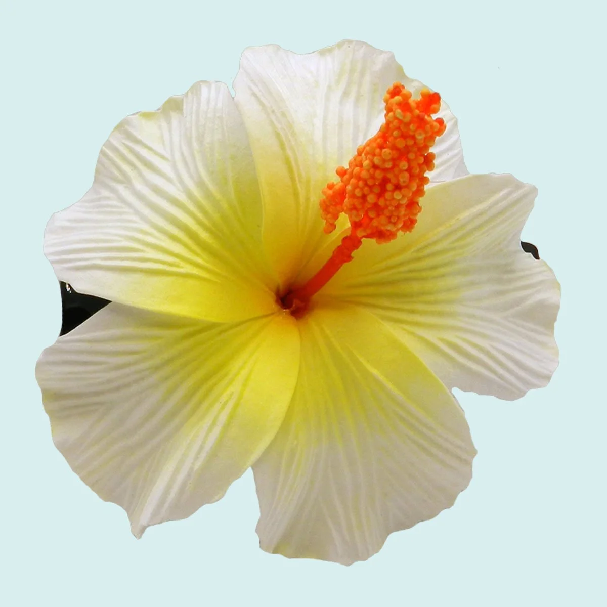 PIN033 blanc 25€.JPG
