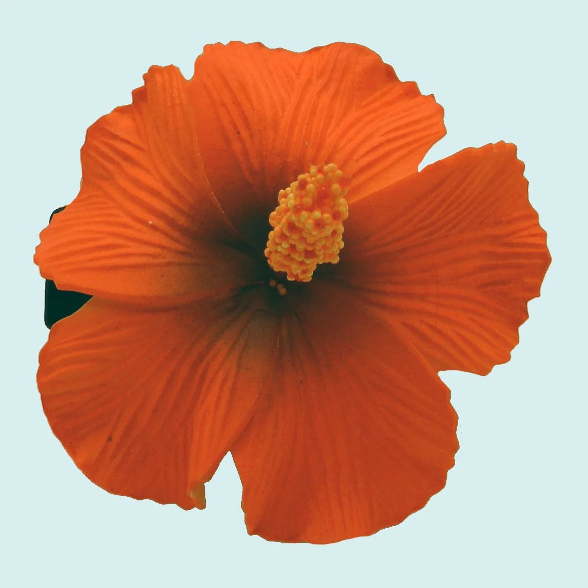 Double hibiscus orange sur pince croco || PIN043