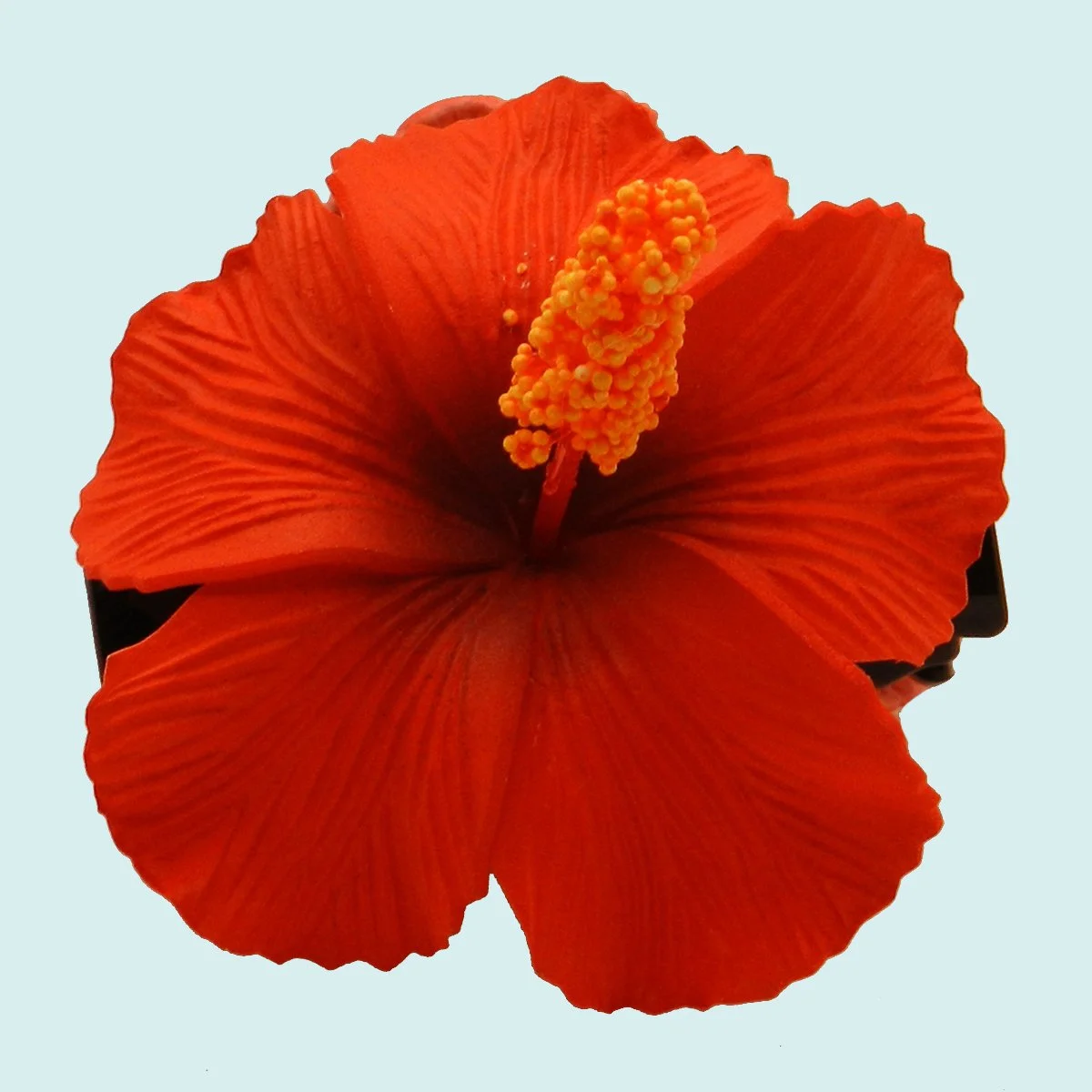 Double hibiscus rouge sur pince croco || PIN041