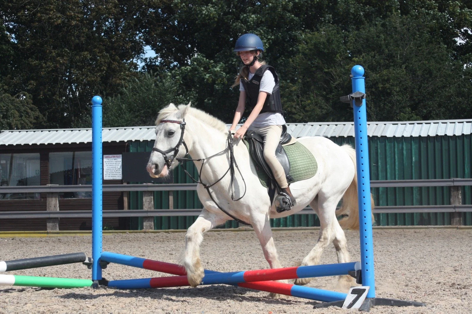 Meet Our Horses — Newark Equestrian