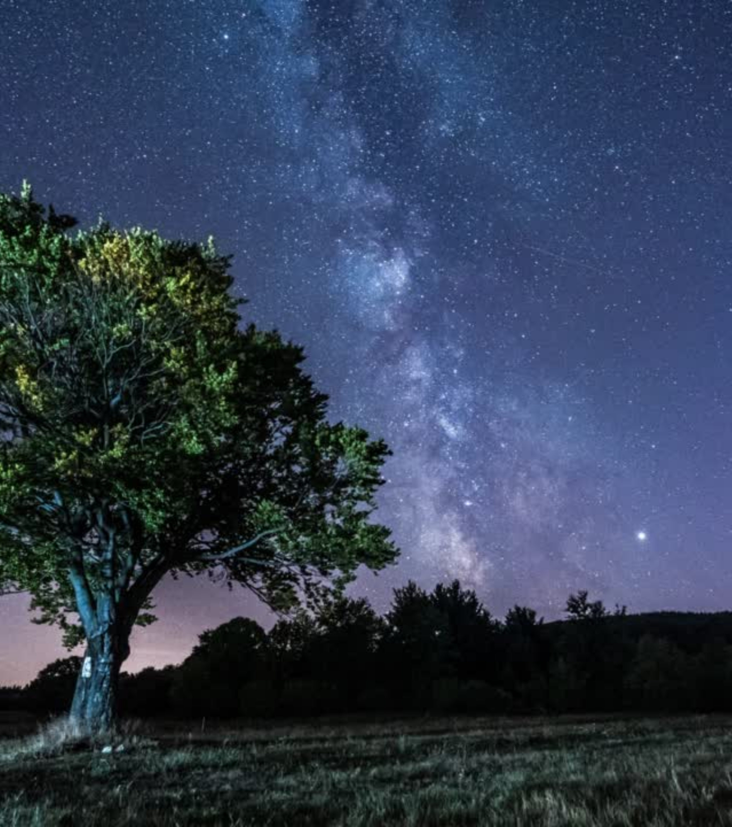 Galaxy & Tree 2.png