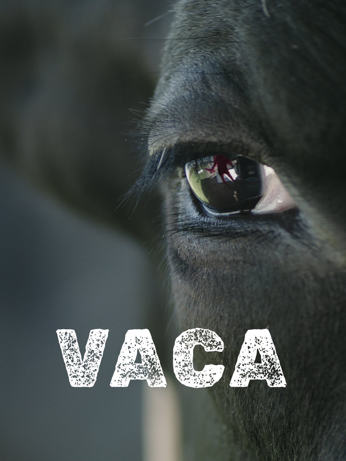 Poster for the short film "Vaca" available to watch for free on the FlixSnip app.