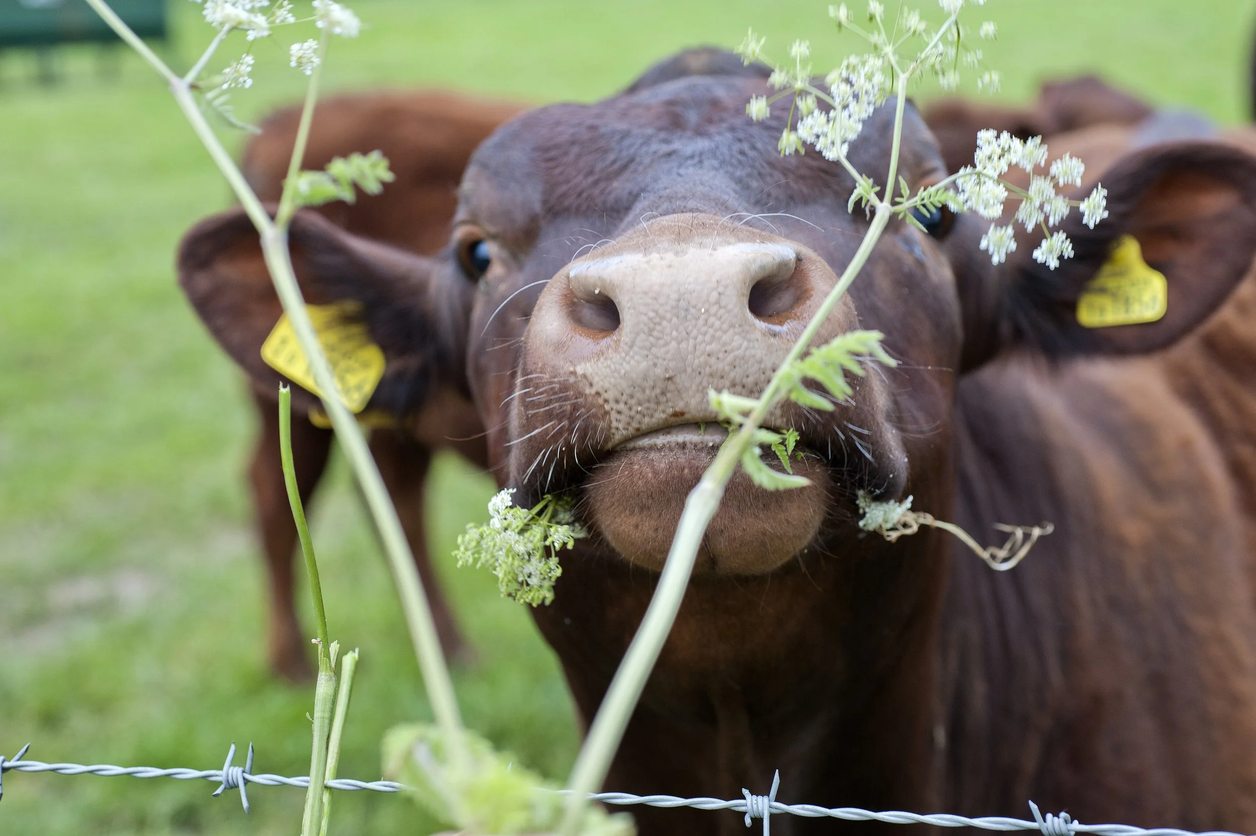 A brown cow with a nose close to the camera, holding some greenery in its mouth, standing behind a barbed wire fence, with green grass in the background.