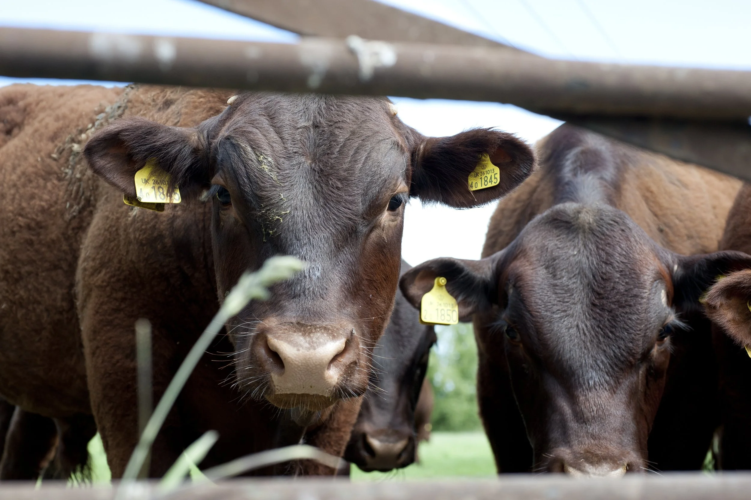 Close-up of a brown calf looking through a wooden fence, with other calves in the background, some with yellow ear tags.