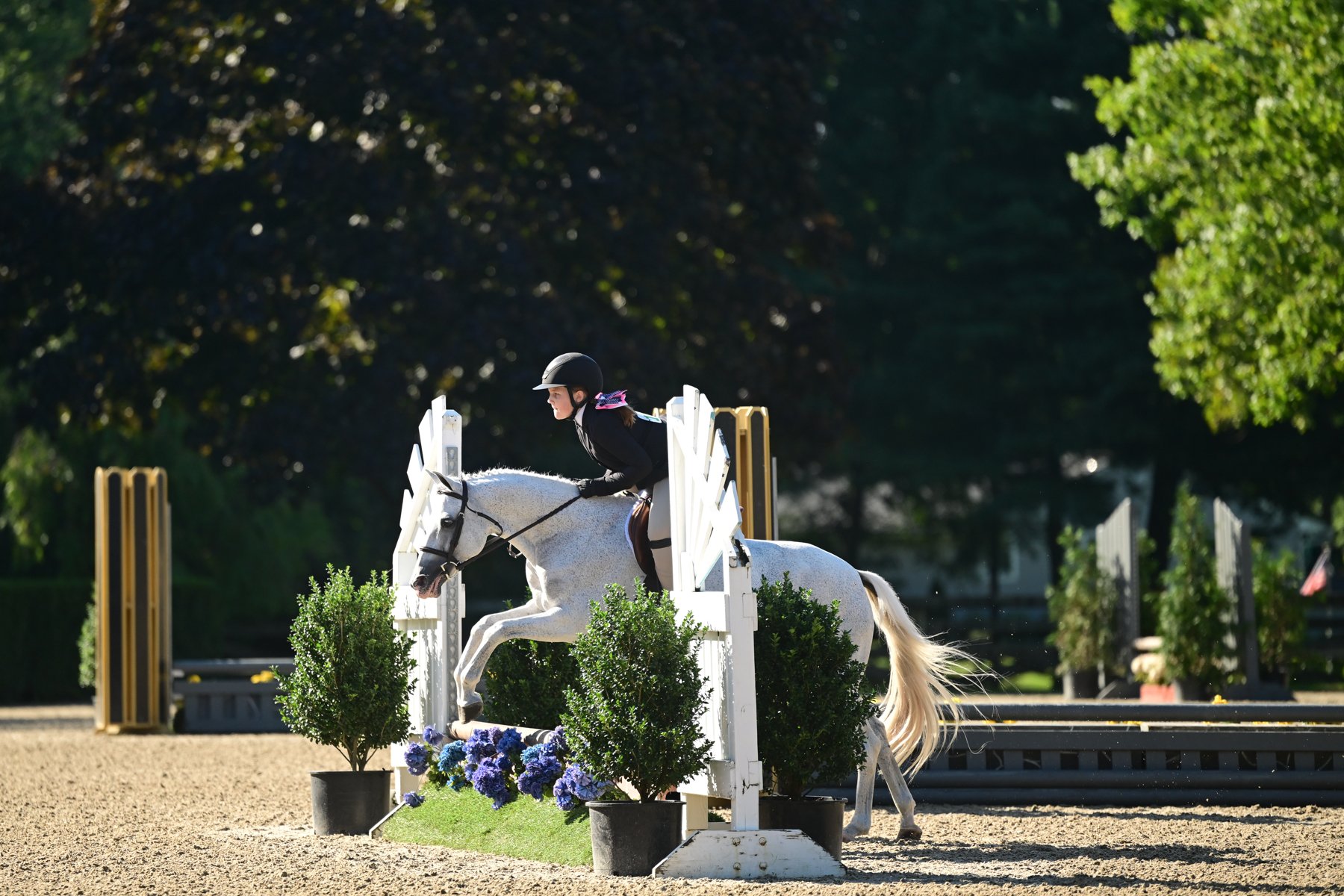 A rider in black riding attire and a helmet jumping a white horse over a show jumping obstacle decorated with greenery and flowers during a competition.