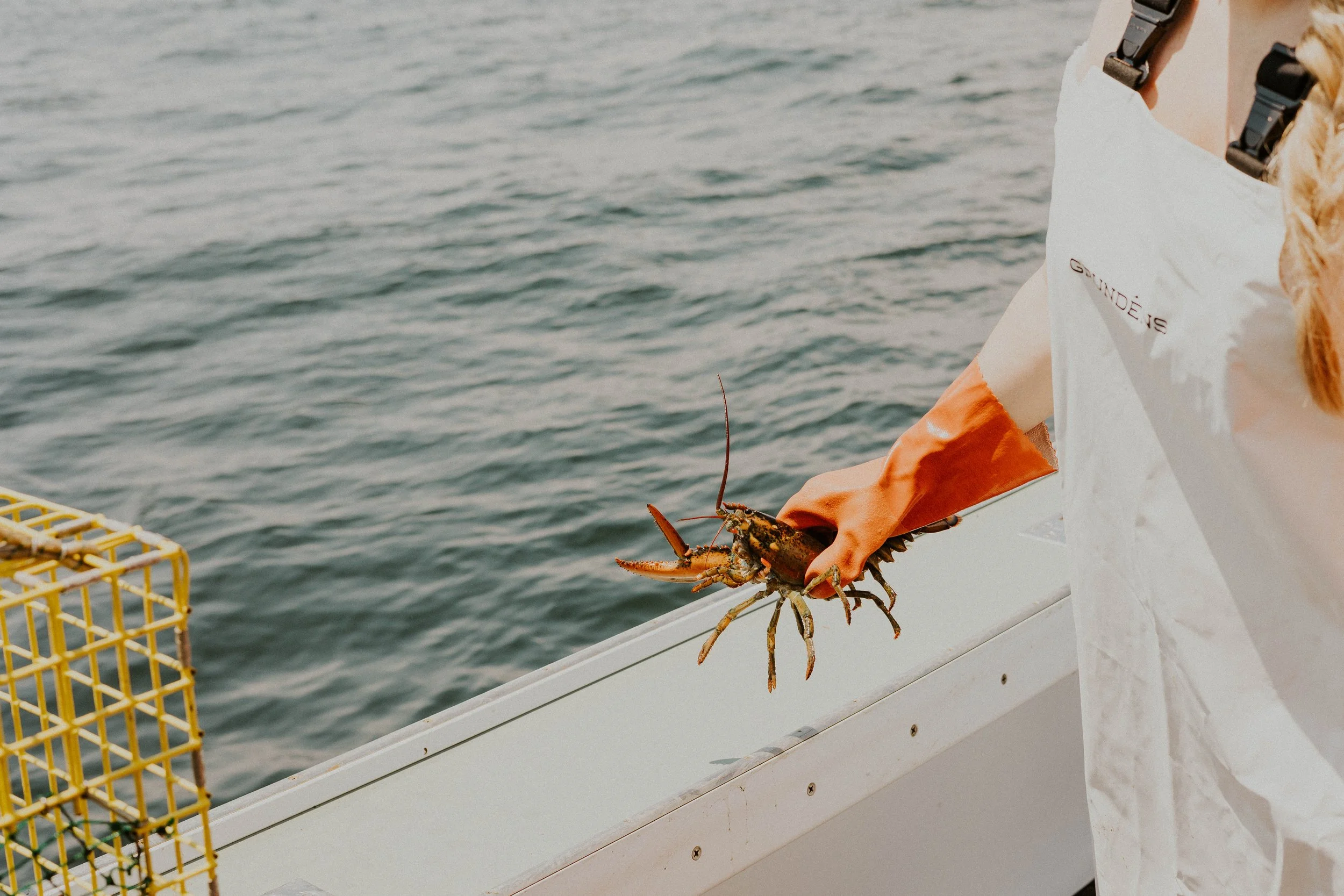 Detail shot of lobster and ocean in background