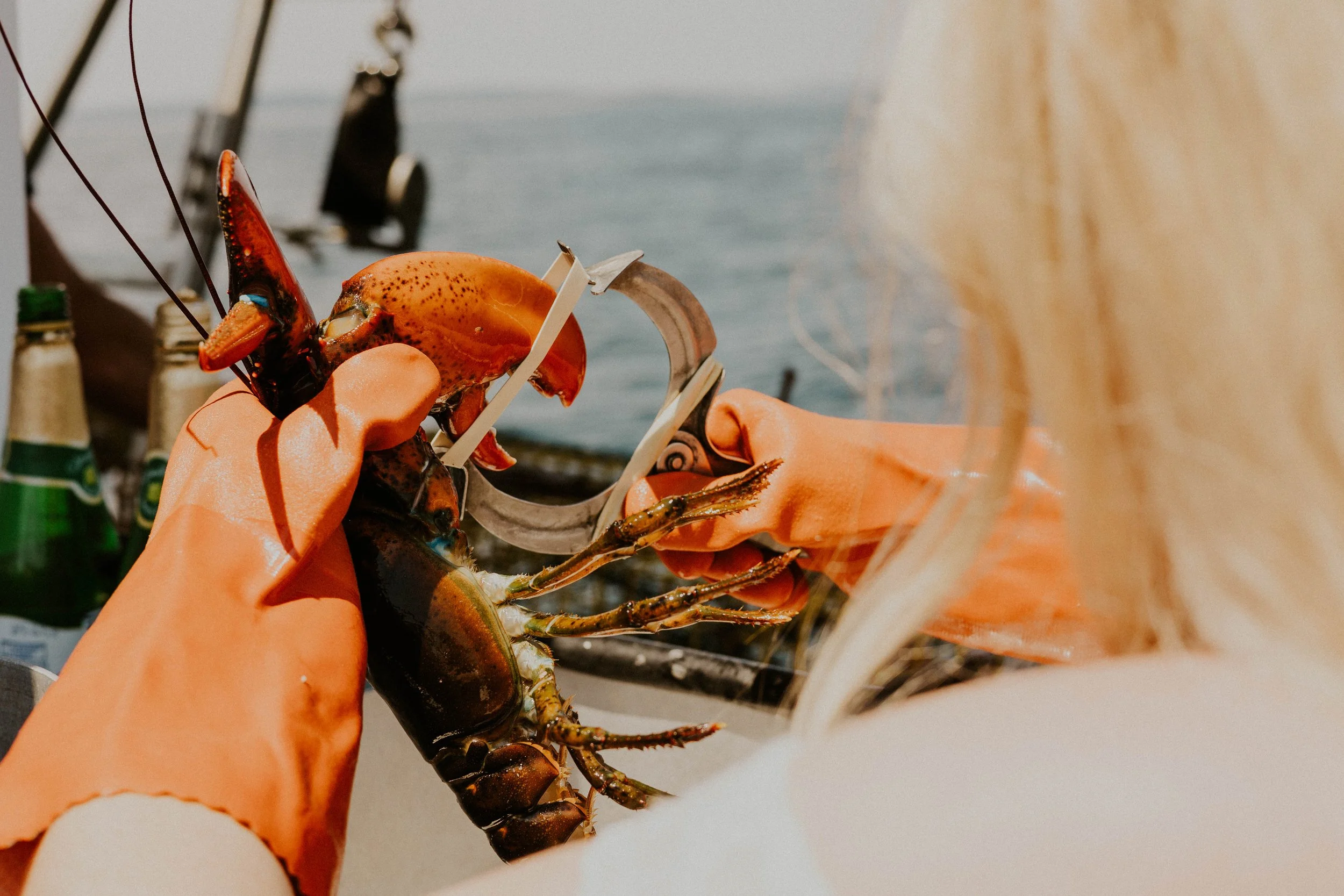 Detail shot of lobster being held and banded