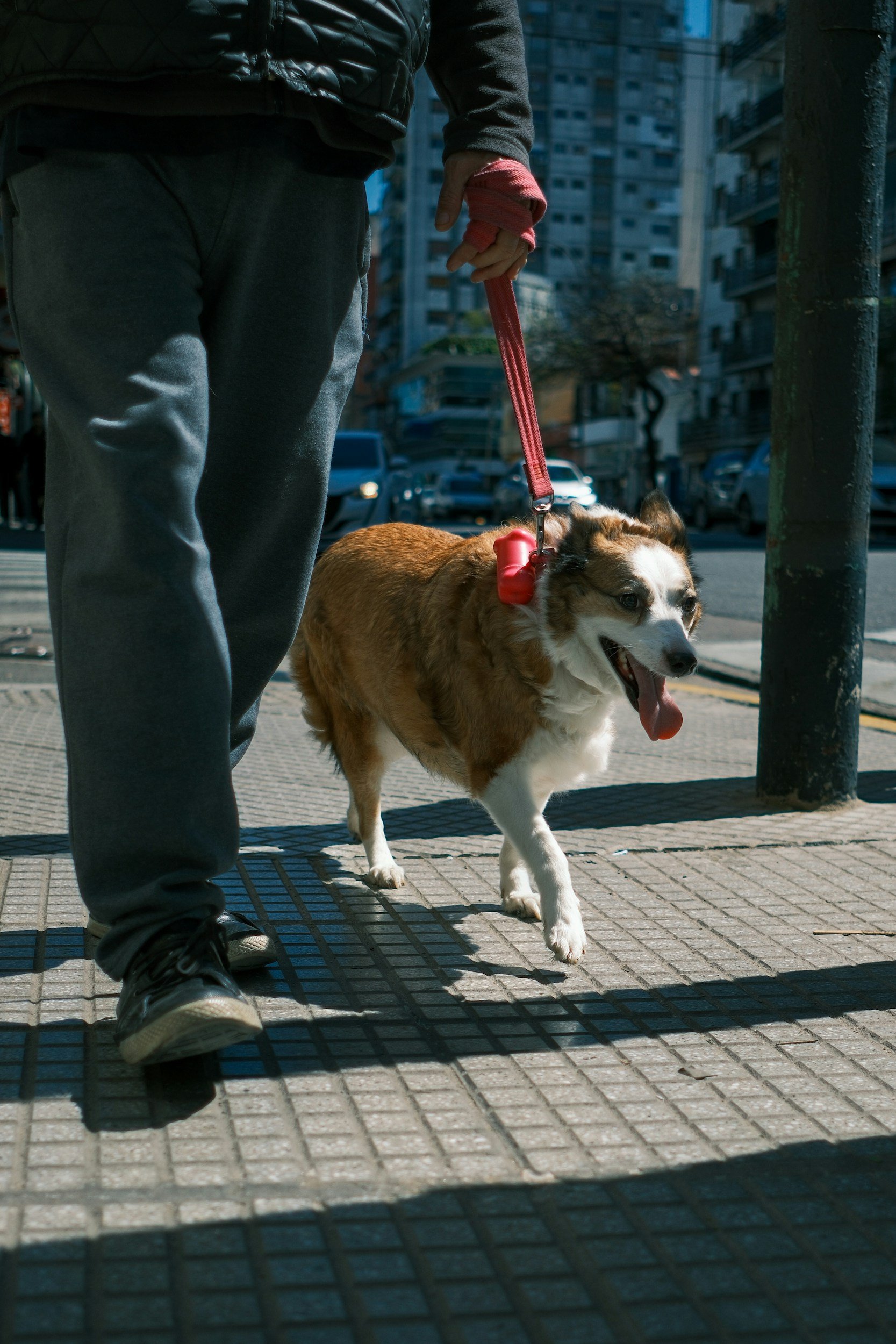 First-Time Dog Owner? Struggling with Walks? Here's How We Can Help