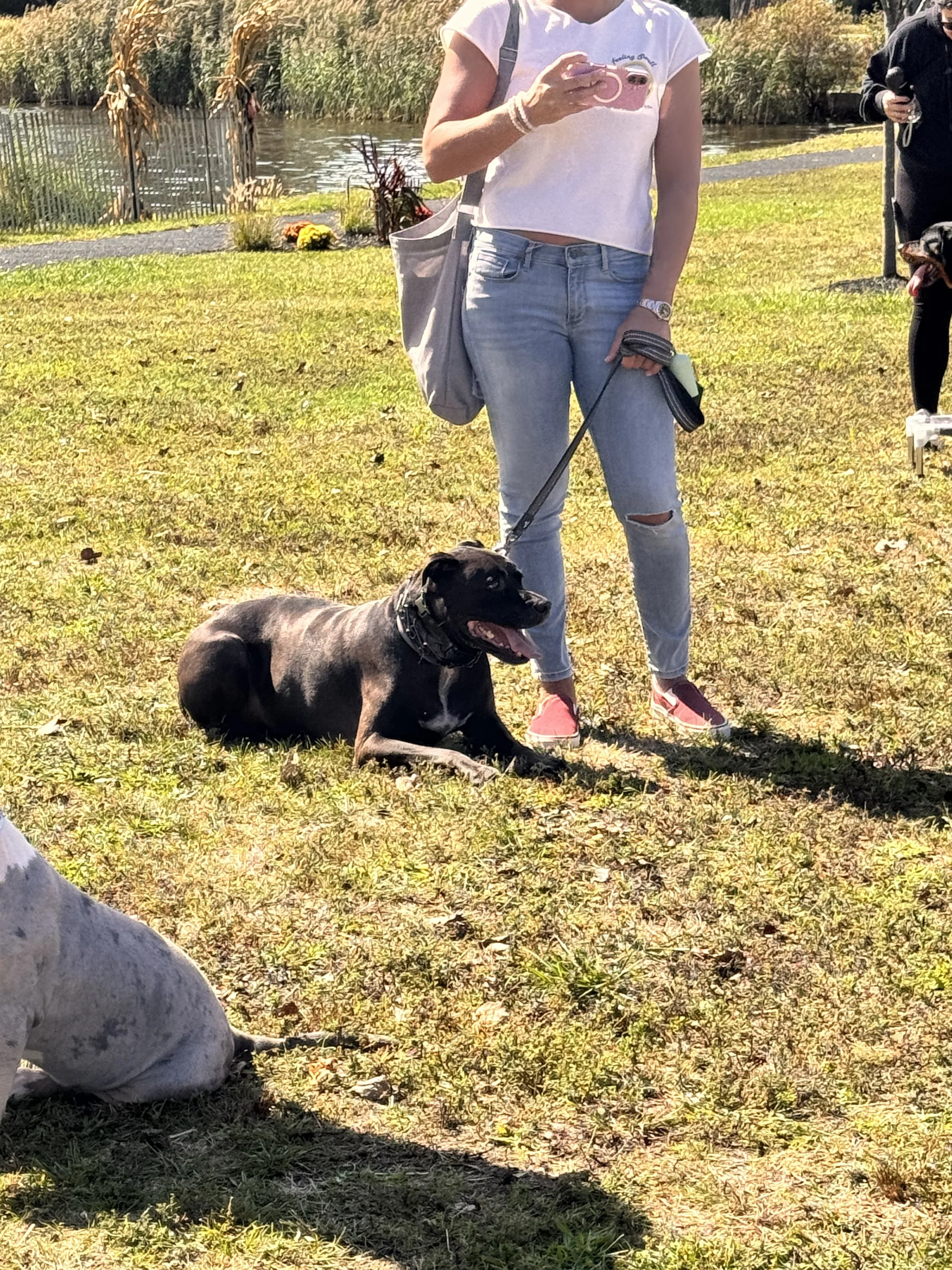 Rescue Dog Reactivity and Aggression: How You Can Turn It Around