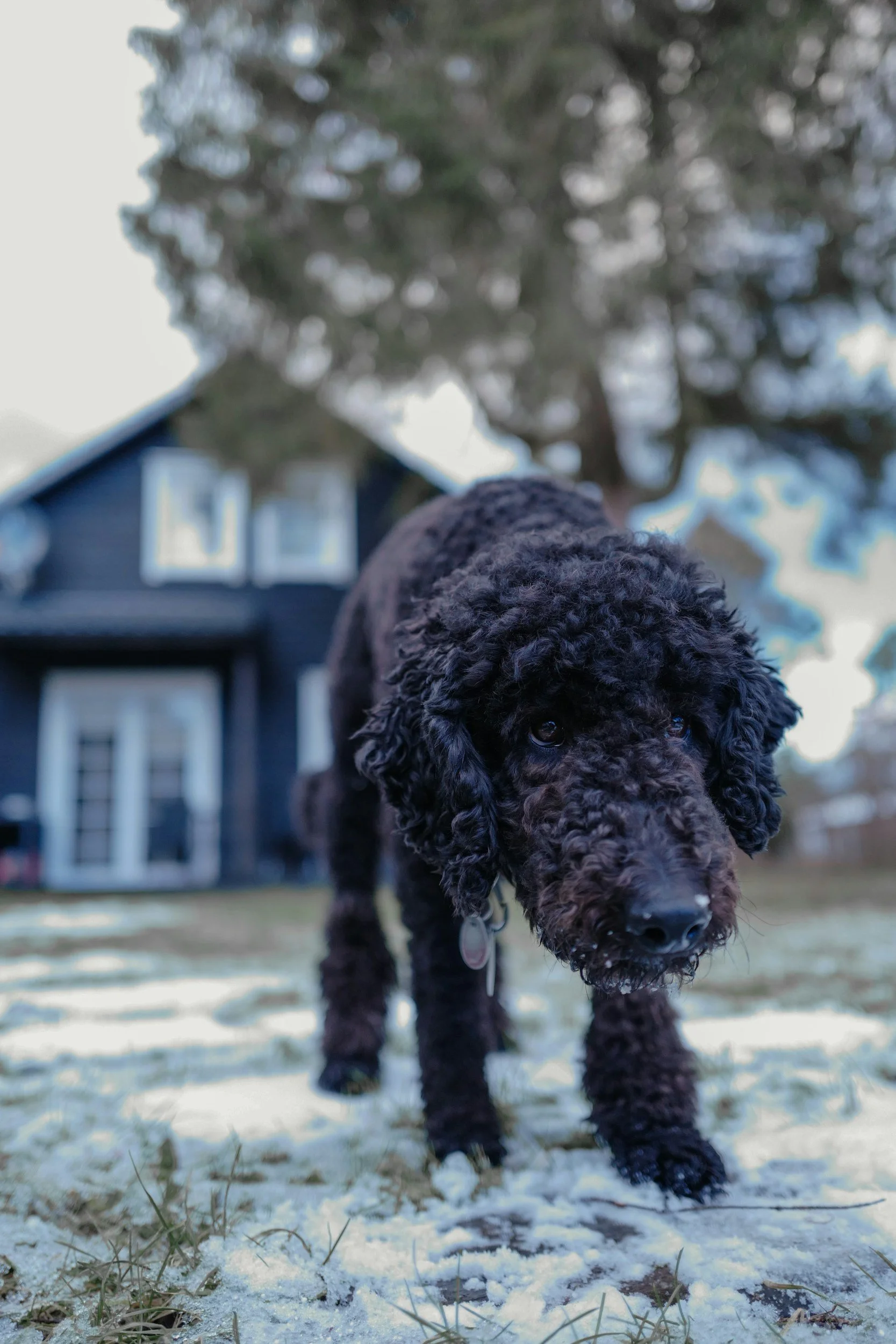 Why Your Dog’s Behavior Gets Worse in Winter (And How to Fix It)