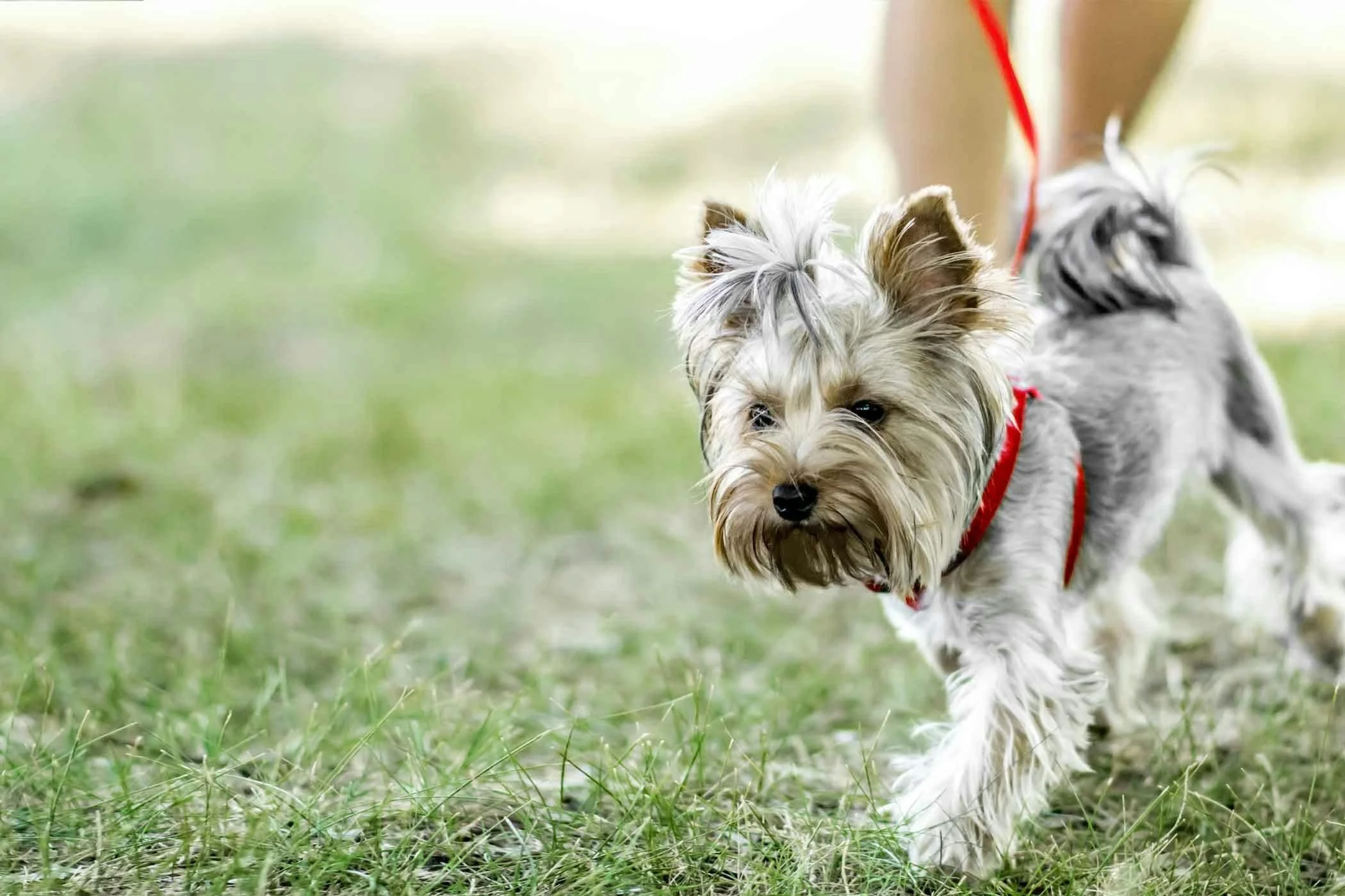 Why Your Dog Is Fine at Home But Reactive on Walks