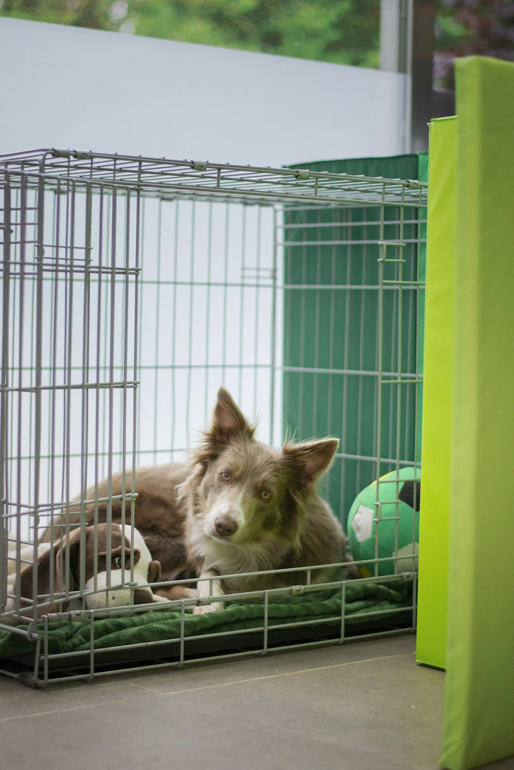 Crate Guarding: Why It Happens and How Training Can Turn It Around